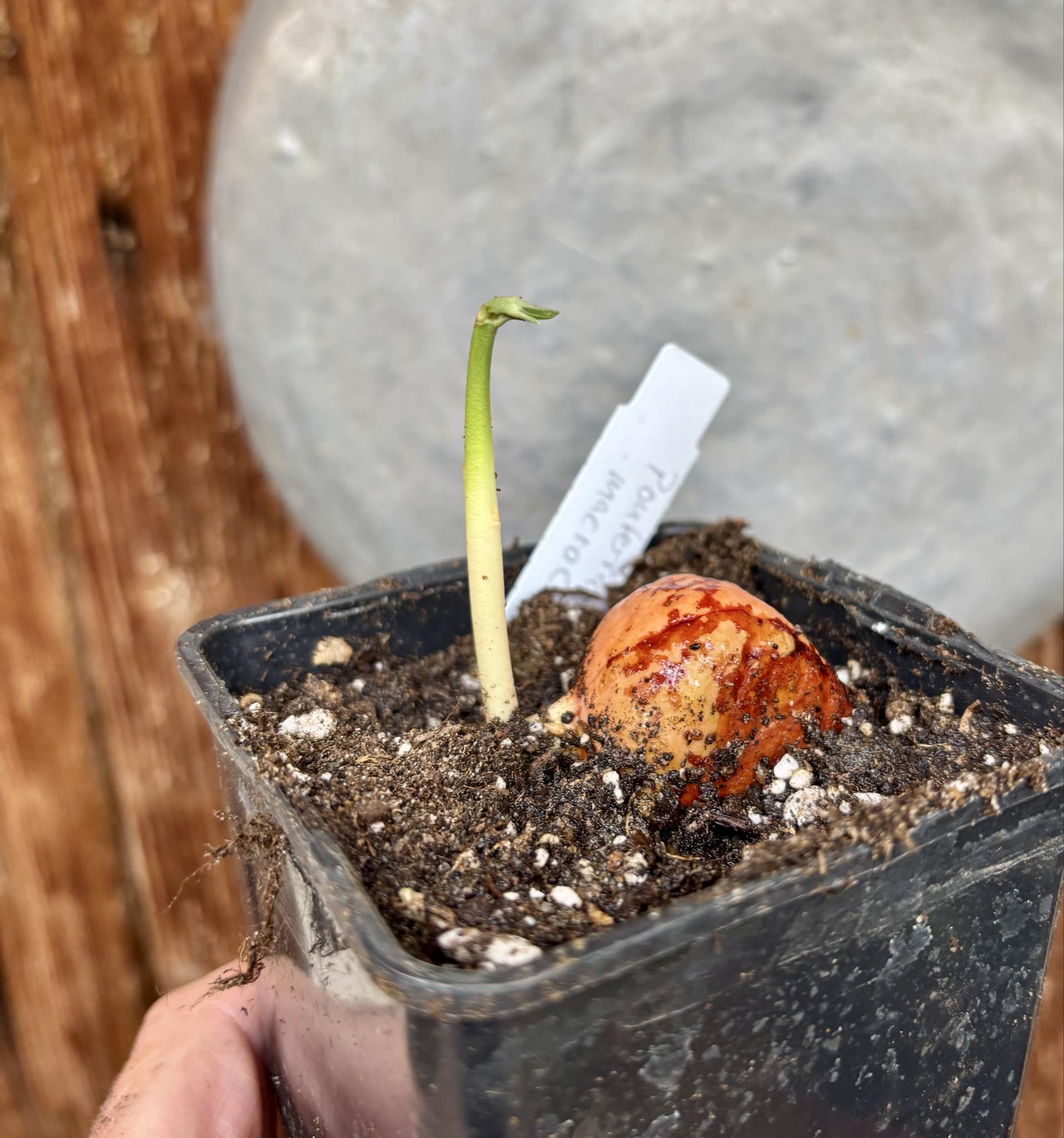 Pouteria aff. macrocarpa - 1 potted seedling / 1 getopfter Sämling