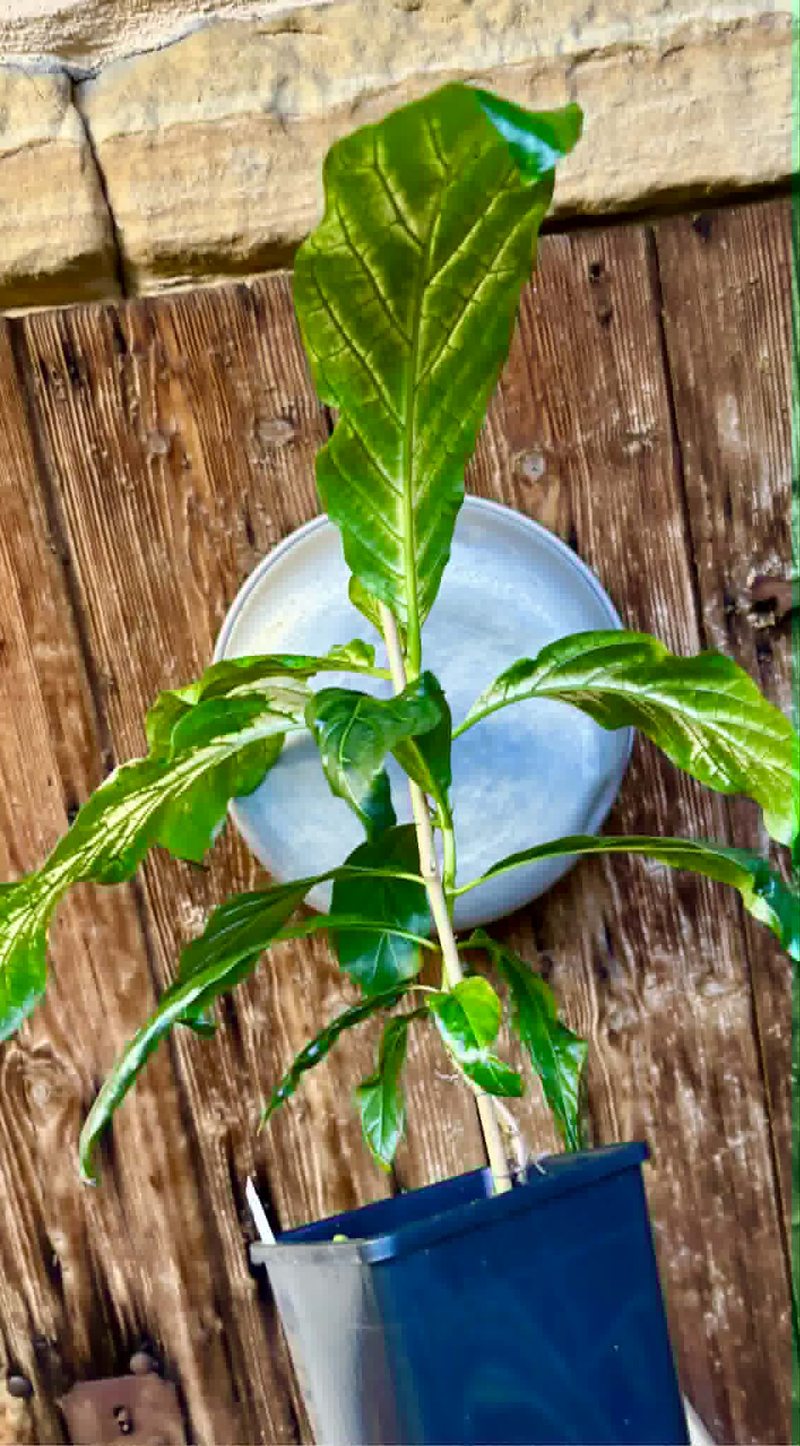 Noni Variegated (Morinda citrifolia) - 1 potted plant / 1 getopfte Pflanze
