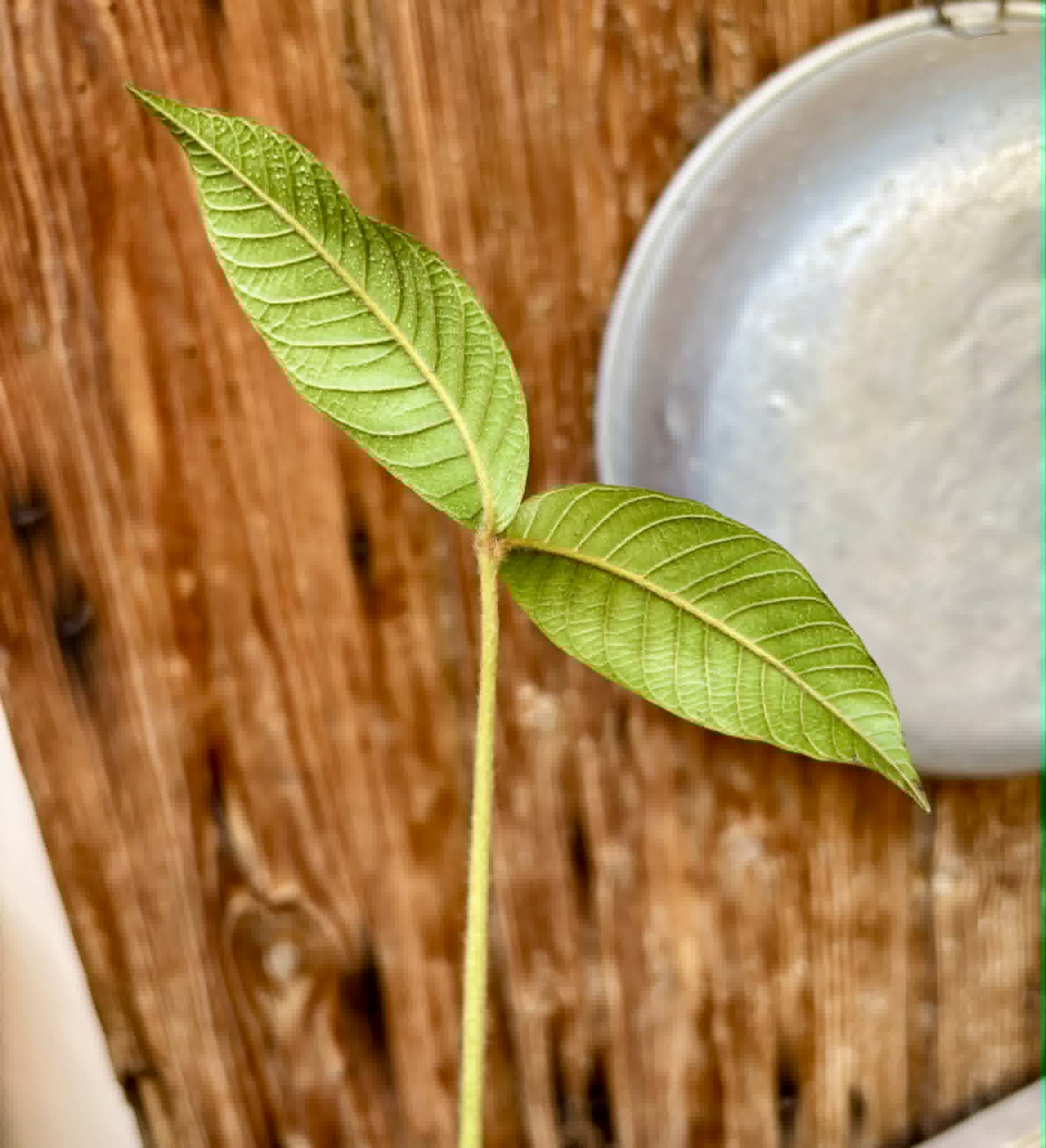 Ecclinusa sp Doce - 1 potted seedling / 1 getopfter Sämling