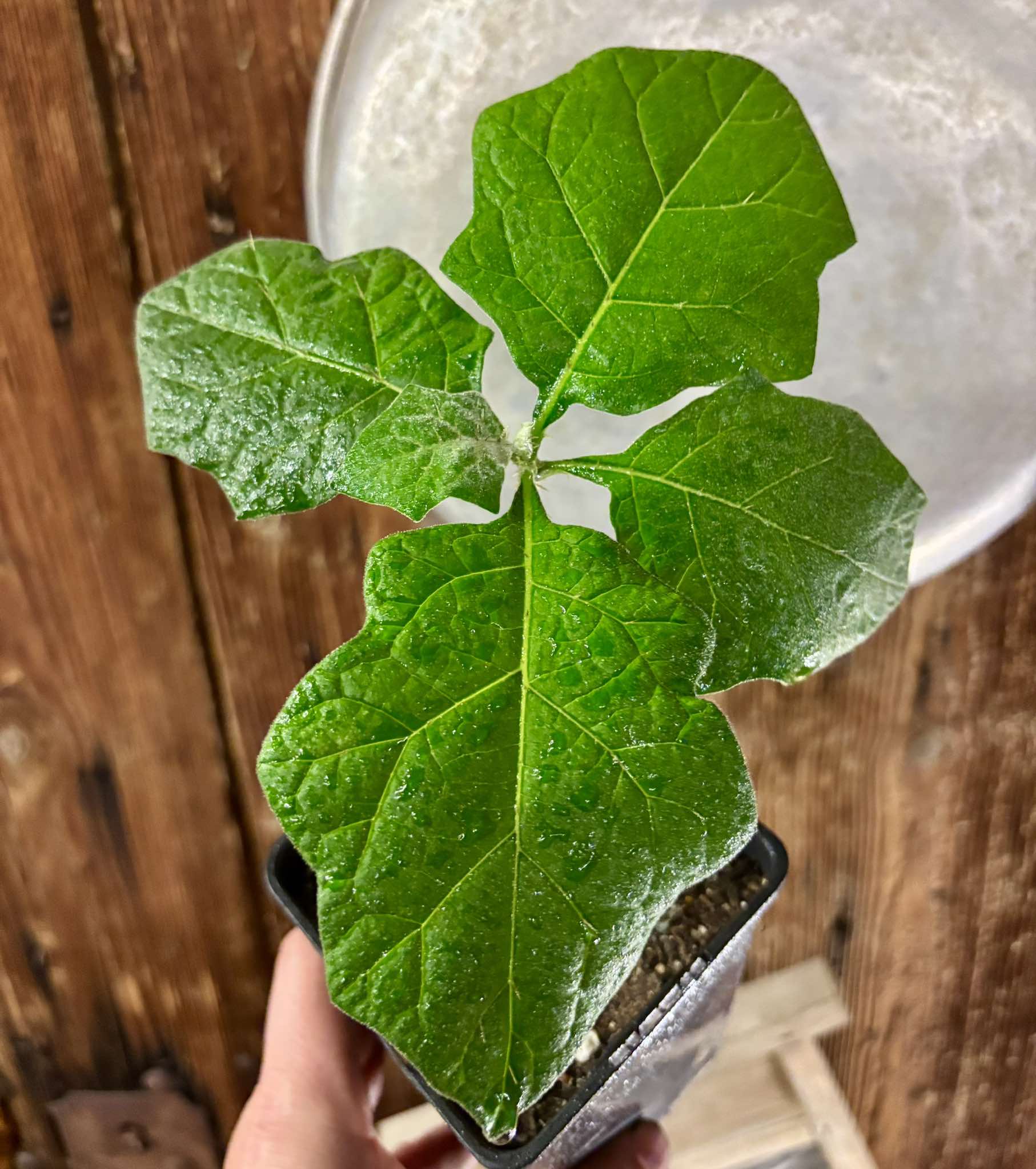 Juã-Açu - Solanum oocarpum - 1 potted plant / 1 getopfte Pflanze