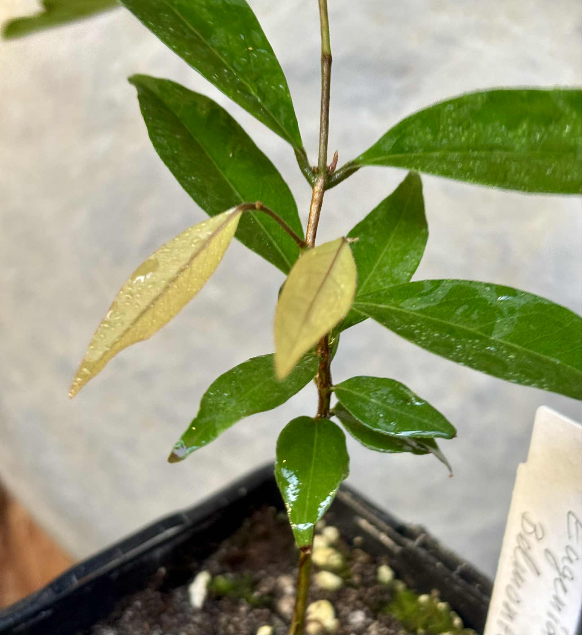 Eugenia sp Belmonte -  1 potted seedling / 1 getopfter Sämling