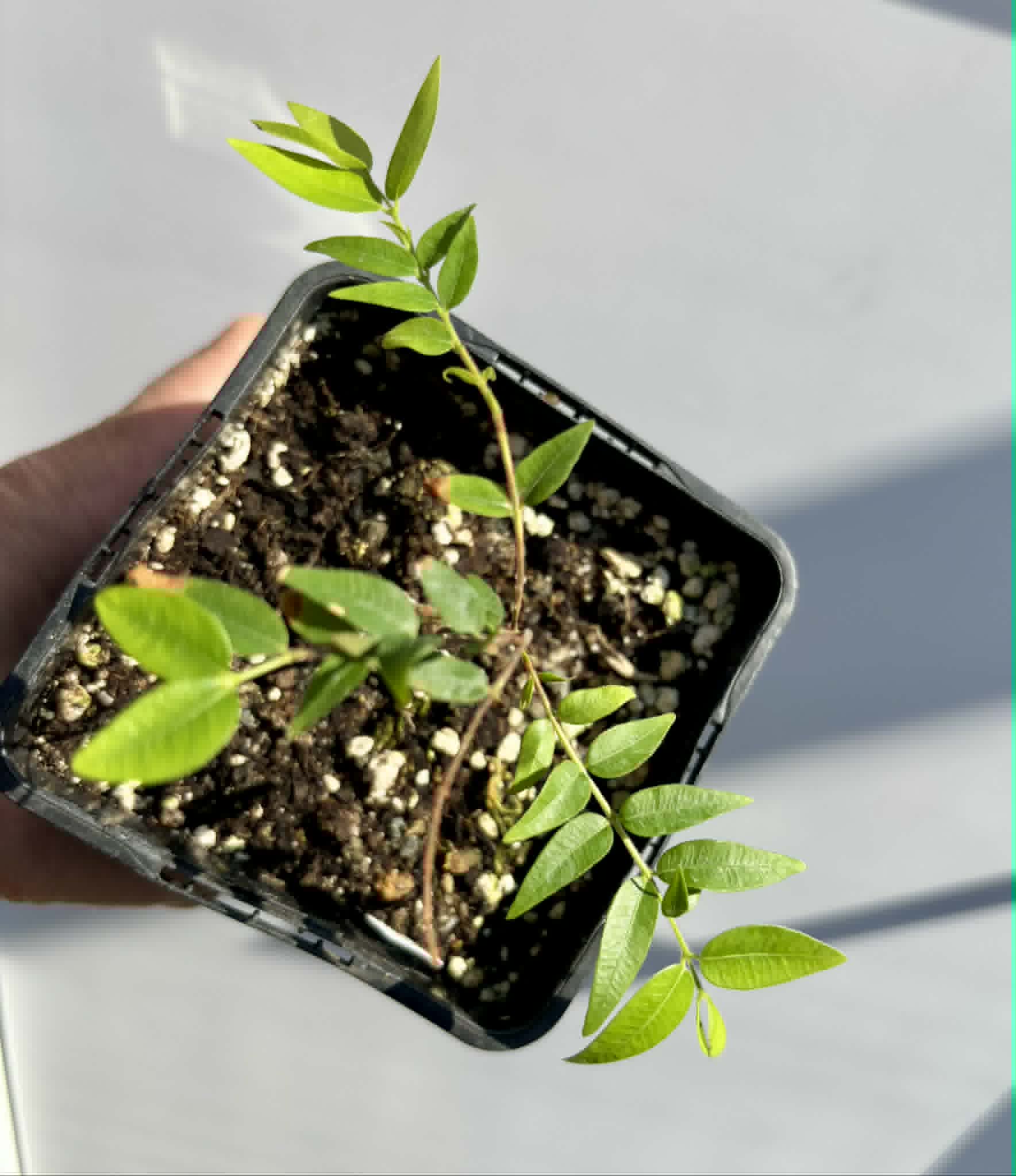 Myrciaria cuspidata BLACK - 1 potted seedling / 1 getopfter Sämling