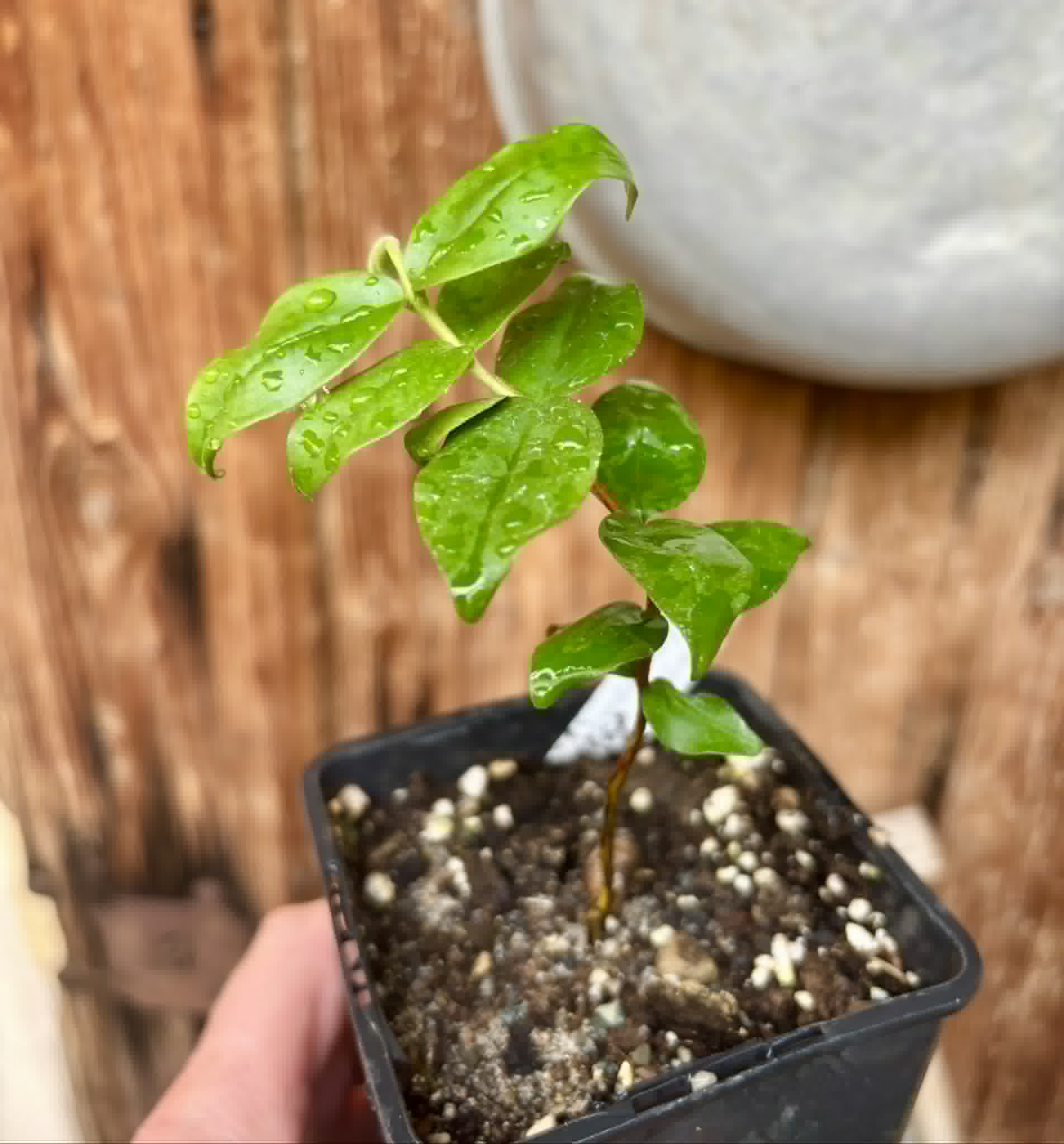 Uvaia do Visconde (Eugenia beaurepairiana) - potted seedling / 1 getopfter Sämling