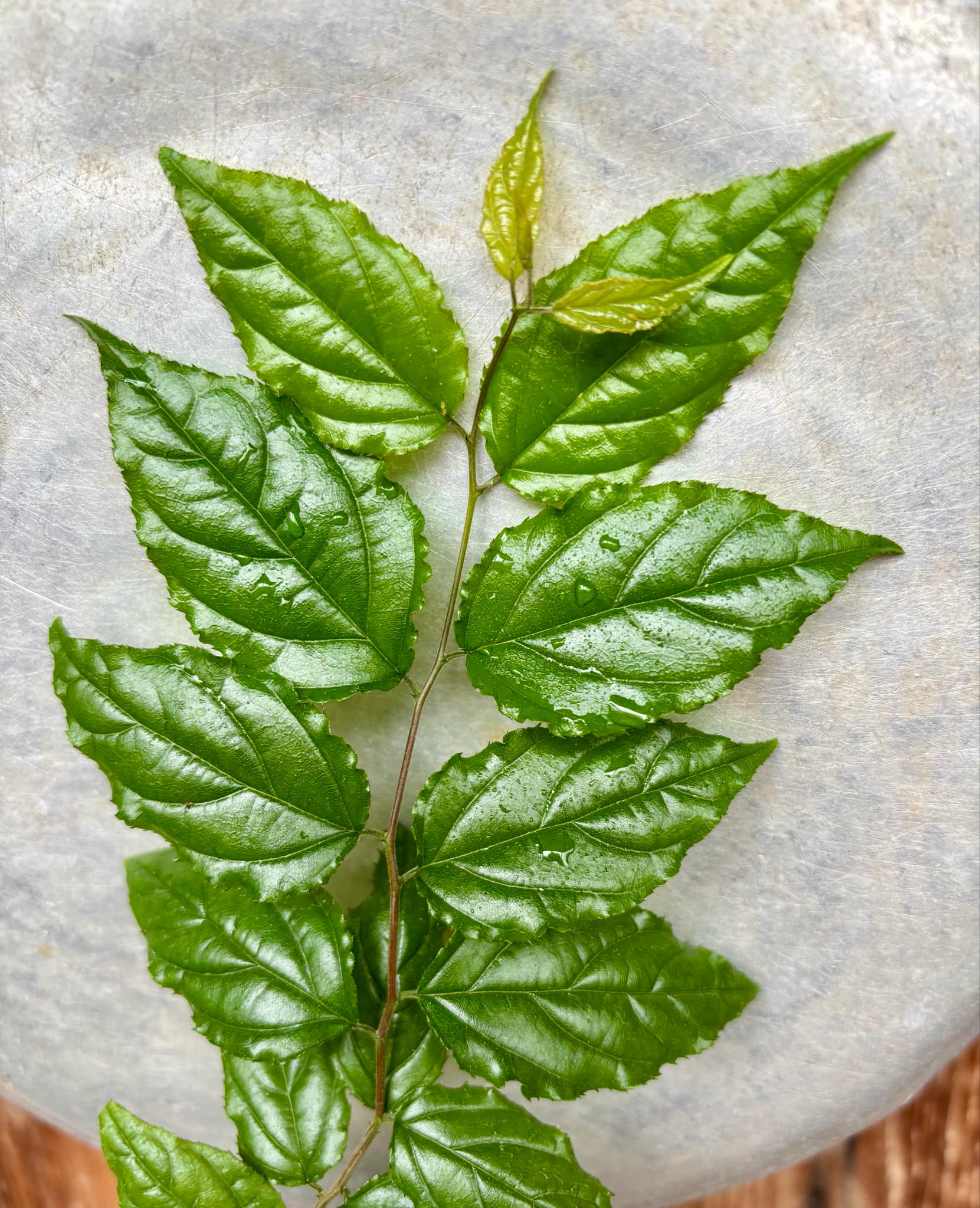 Green Che (Maclura tinctoria) - 1 potted plant / 1 getopfte Pflanze