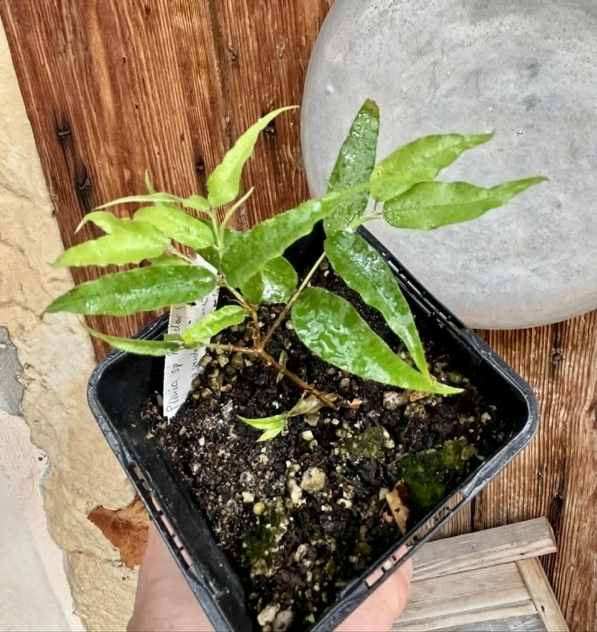 Plinia sp Rajada Cabo longo verde Tupinamba - Jaboticaba -  1 potted seedling / 1 getopfter Sämling