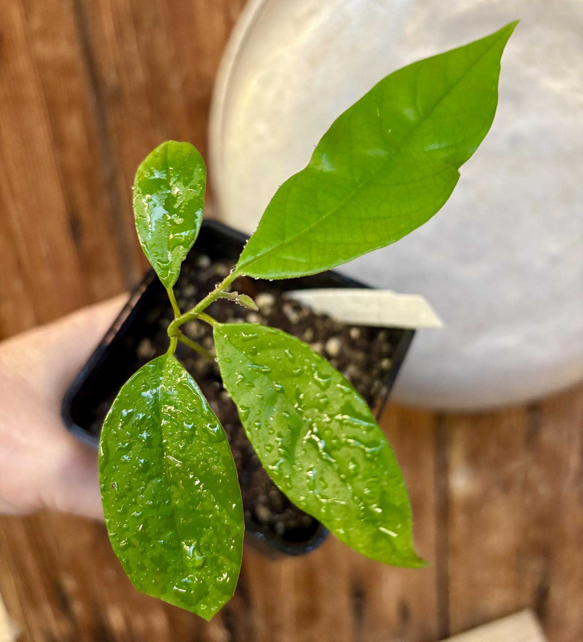 Annona cf bahiensis Folha Llisa - 1 pottet seedling / 1 getopfter Sämling