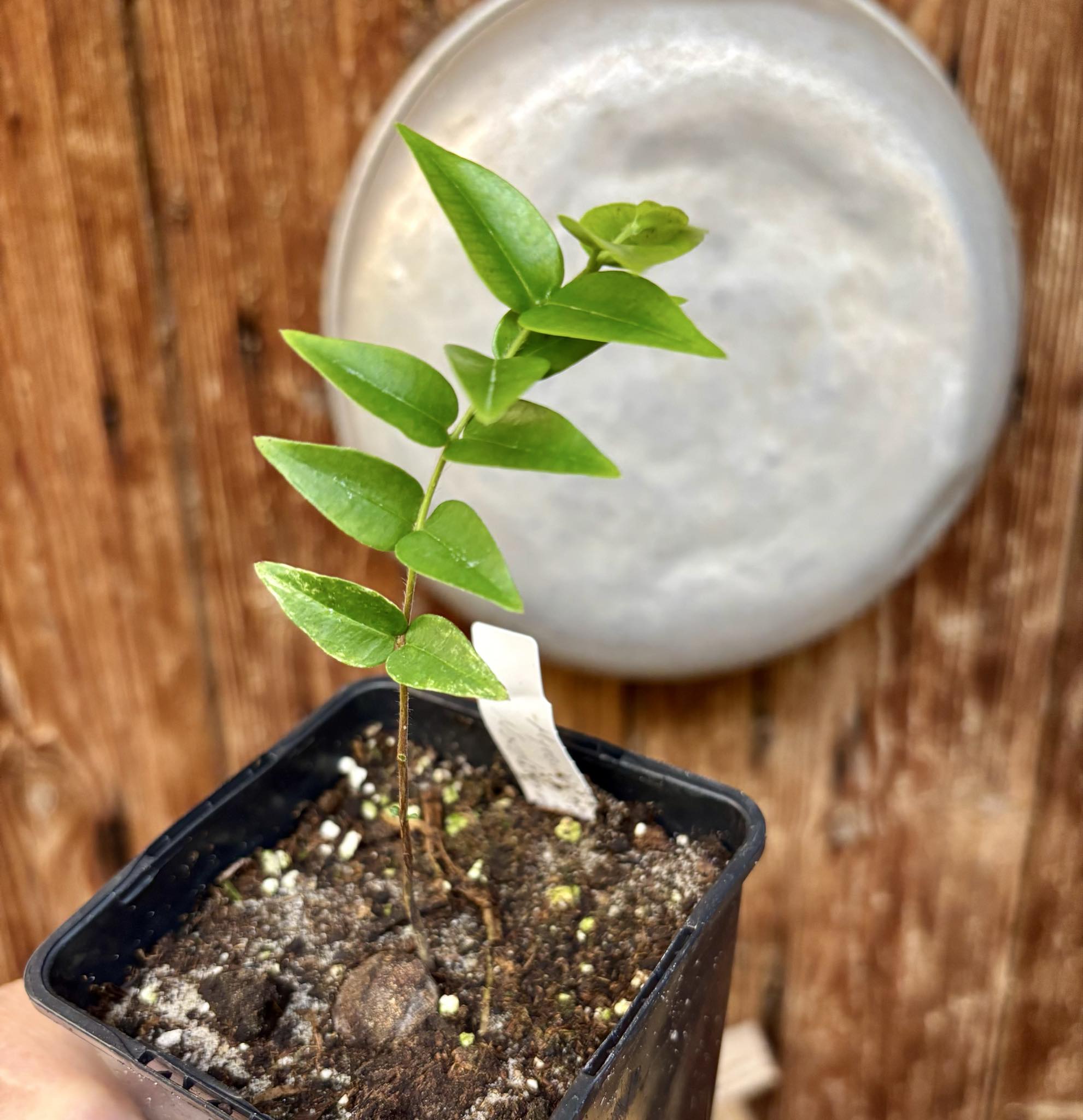 Myrciaria sp Nordestina - 1 potted seedling / 1 getopfter Sämling