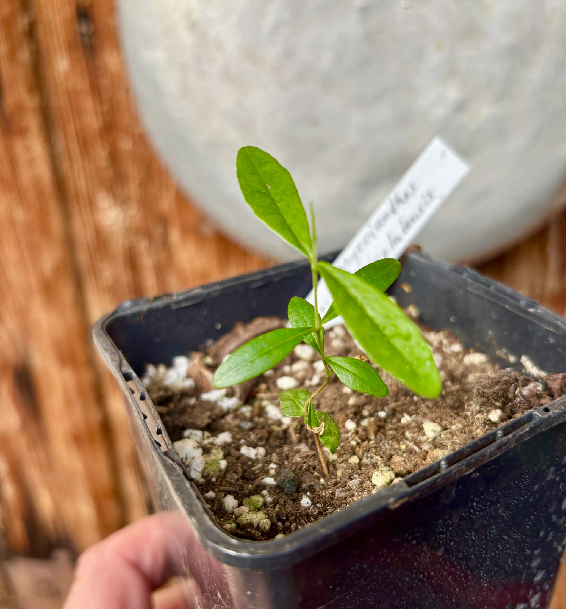 Myrcianthes cisplatensis - Guabiju - 1 potted plant / 1 getopfte Pflanze