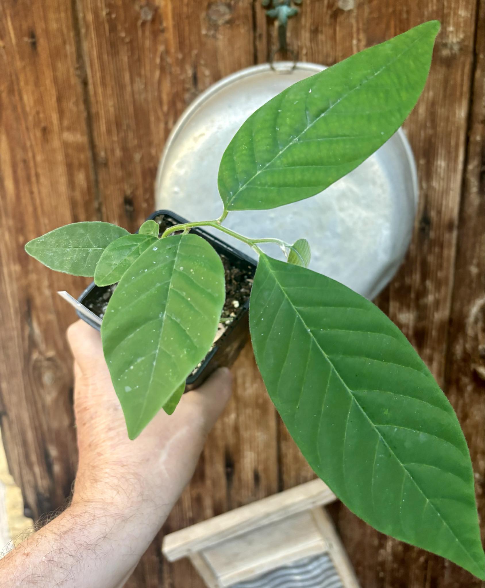 Annona sylvatica - 1 potted plant / 1 getopfte Pflanze