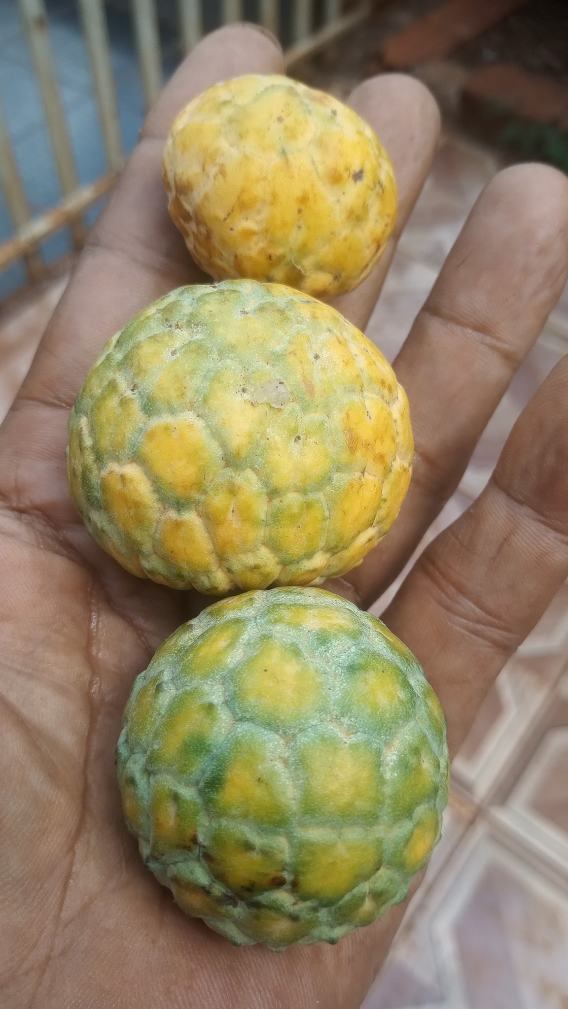 Annona emarginata - 1 potted plant / 1 getopfte Pflanze 