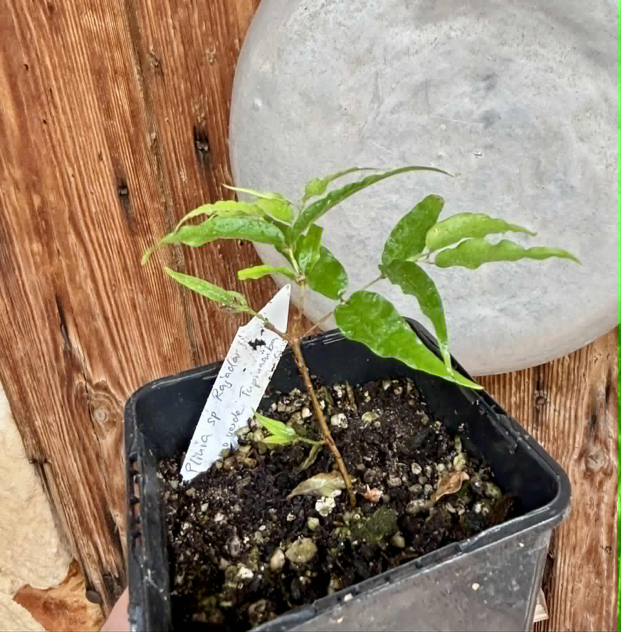 Plinia sp Rajada Cabo longo verde Tupinamba - Jaboticaba -  1 potted seedling / 1 getopfter Sämling