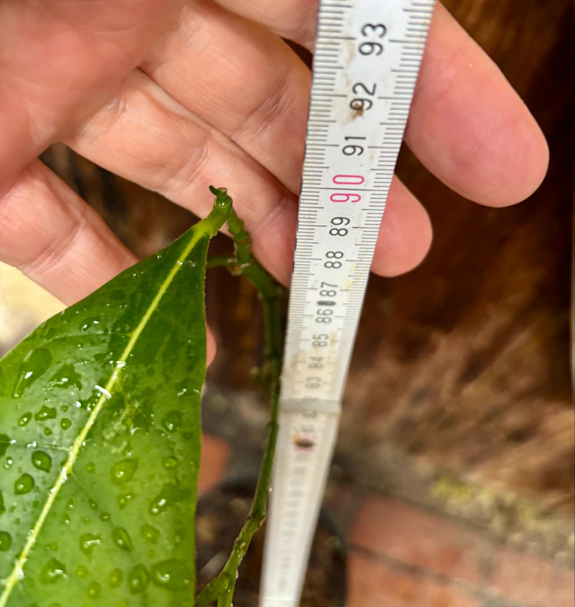 3 years old - Red Jackfruit (Artocarpus heterophyllus) - 1 pottet plant, 1 getopfte Pflanze