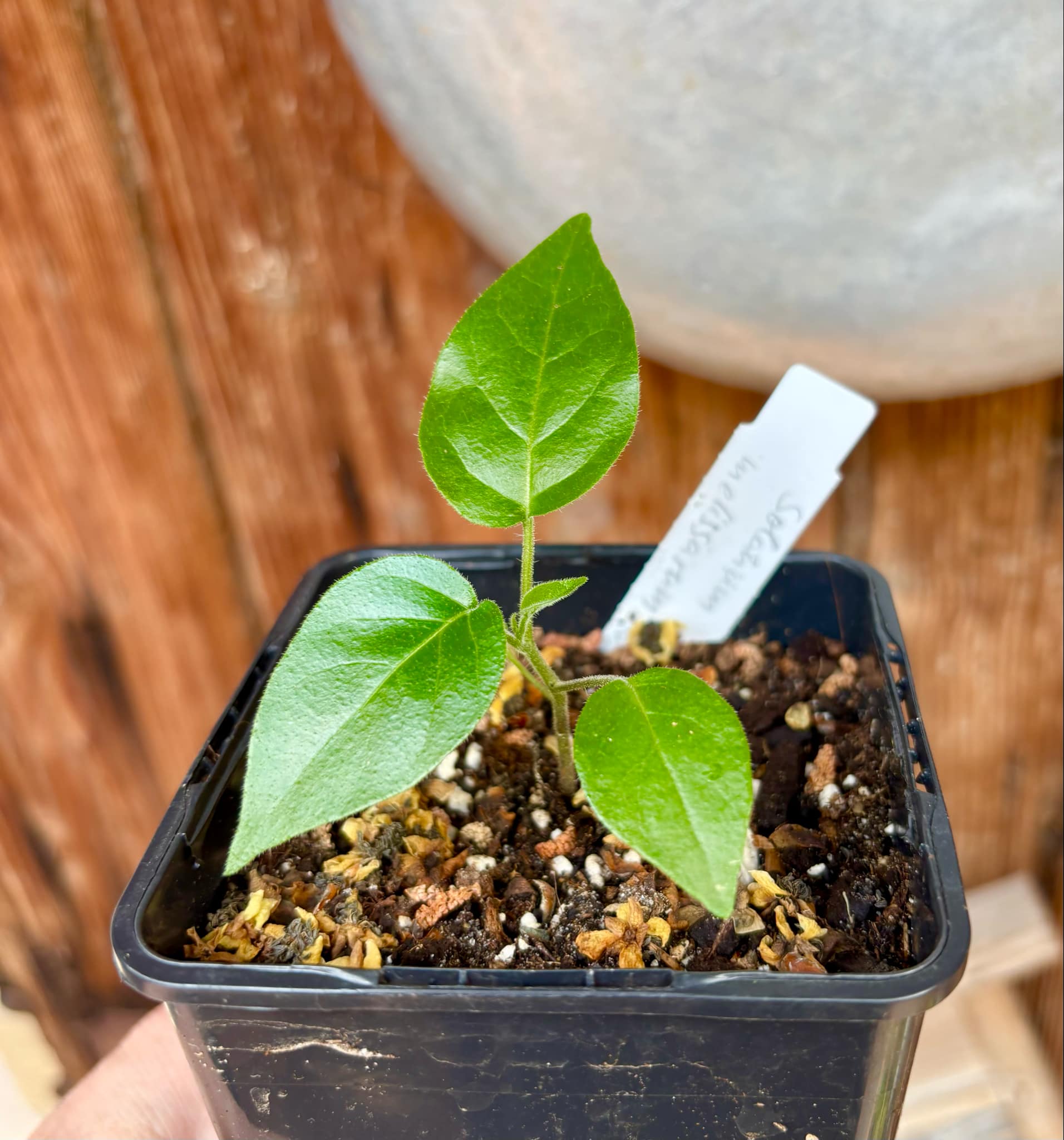 Tomatao Verde do Mato (Solanum melissarum) - 1 small potted seedling / 1 kleiner, getopfter Sämling