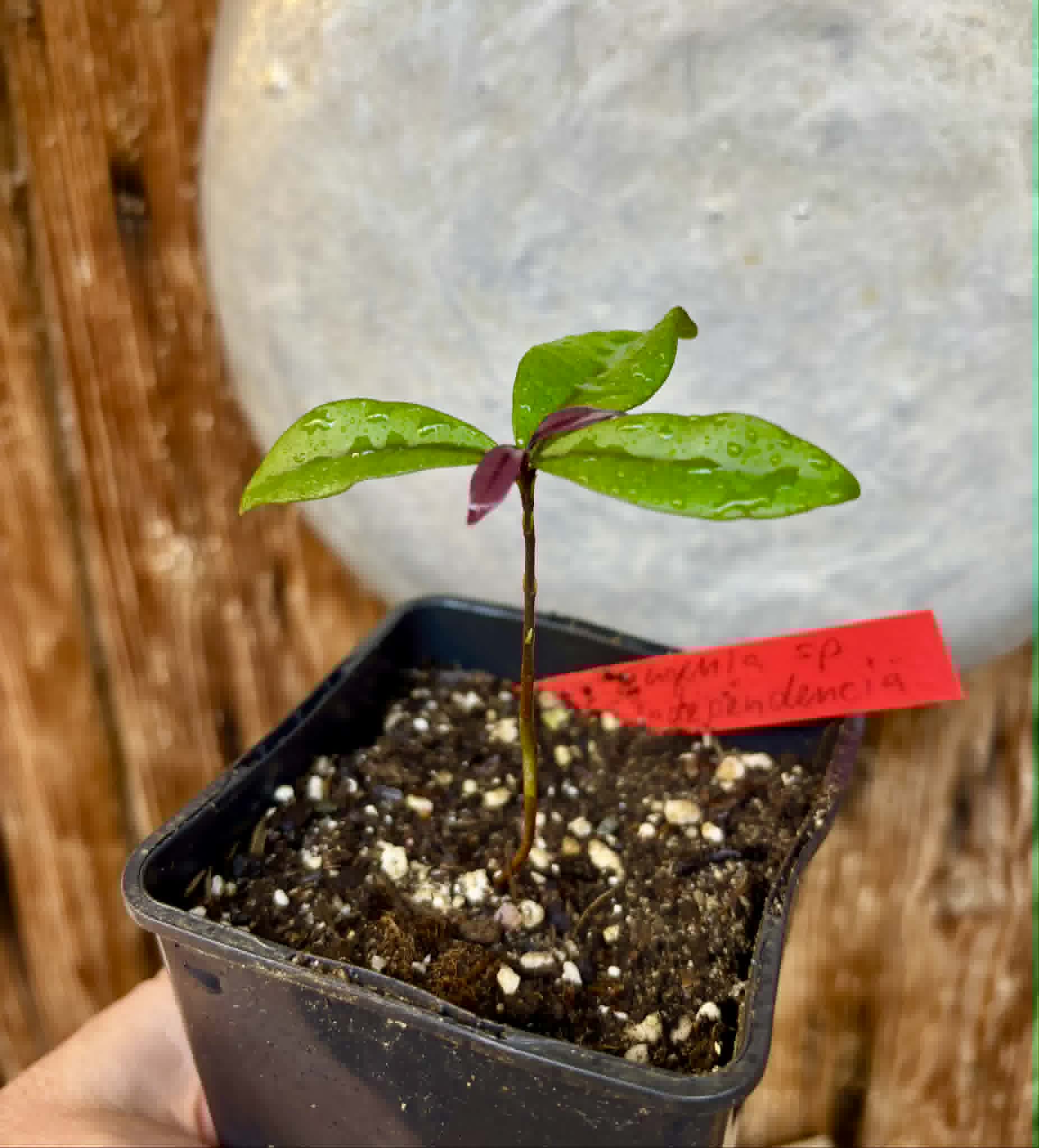 Eugenia sp Independencia - 1 potted seedling / 1 getopfter Sämling
