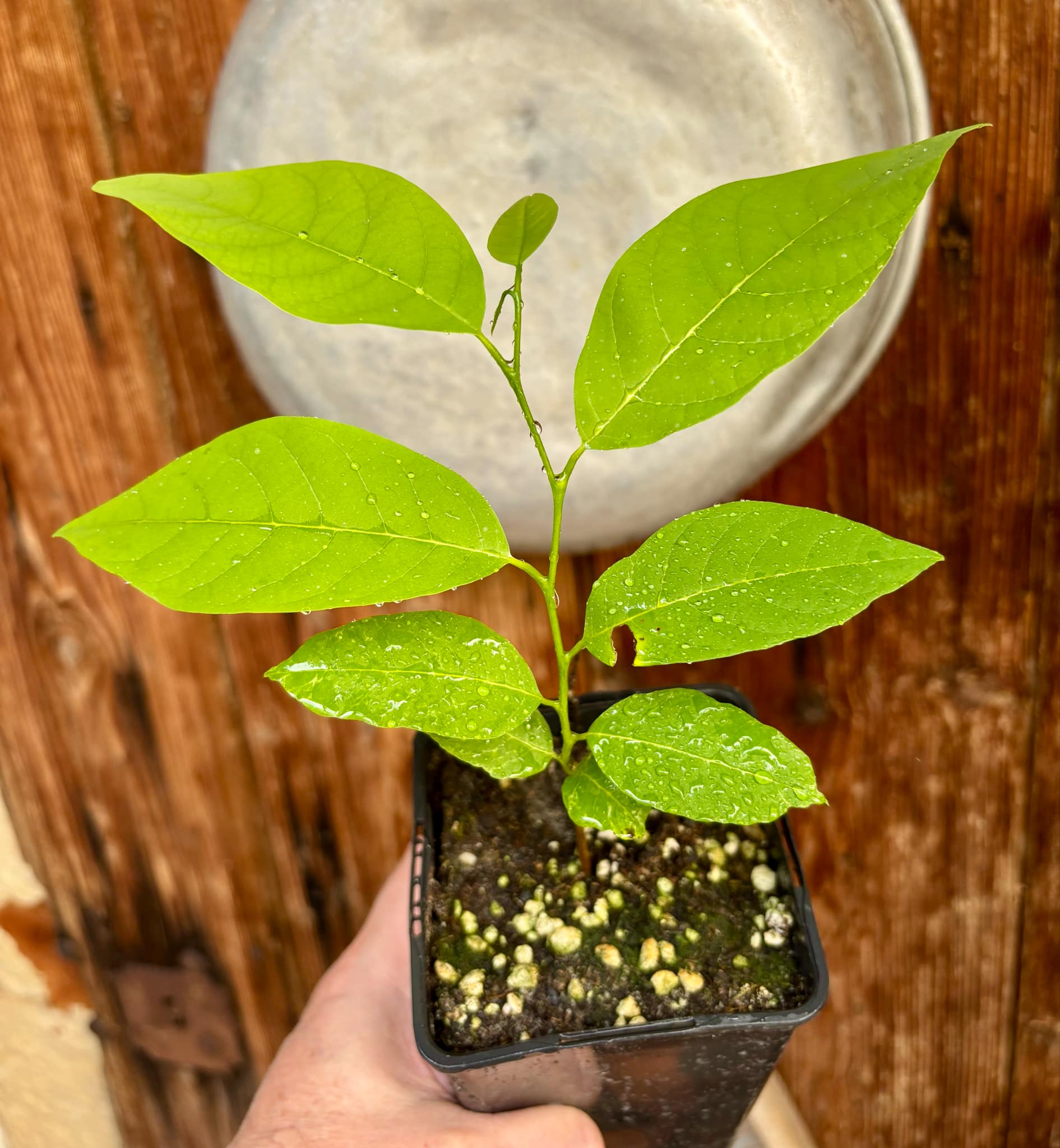 Annona neolaurifolia - 1 potted plant / 1 getopfte Pflanze