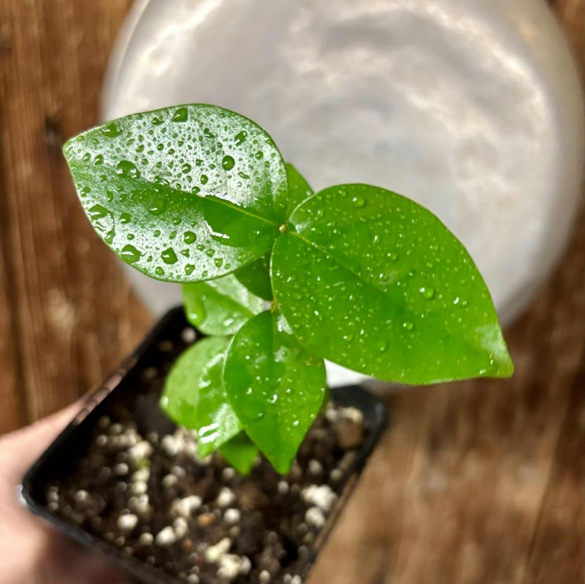 Eugenia uniflora var. Teneriffa  - 1 potted seedling / 1 getopfter Sämling