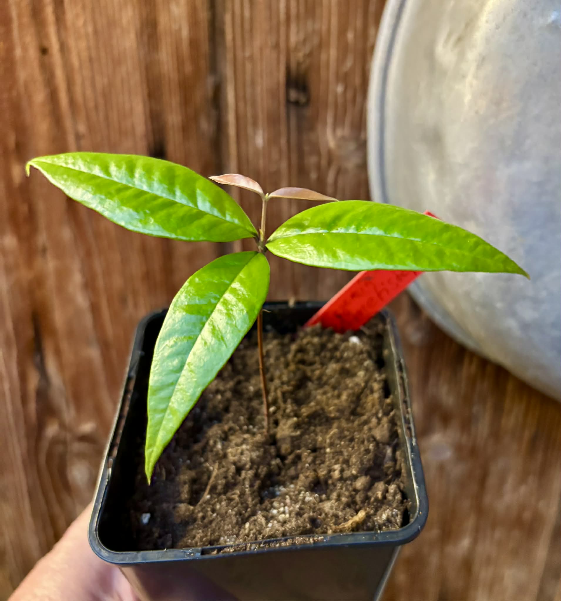 Eugenia sp Ametista - 1 potted seedling / 1 getopfter Sämling