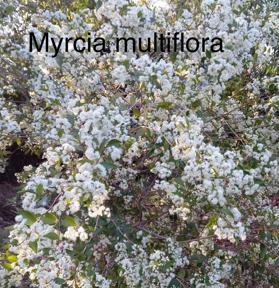 Myrcia multiflora - 1 potted plant / 1 getopfte Pflanze Myrcia multiflora - 1 potted plant / 1 getopfte Pflanze