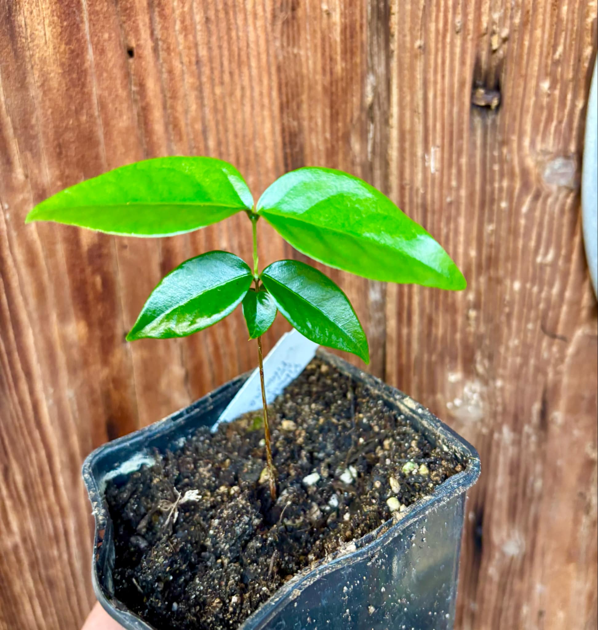 Eugenia uniflora var. Gigante Pitangao  - 1 small potted seedling / 1 kleiner, getopfter Sämling