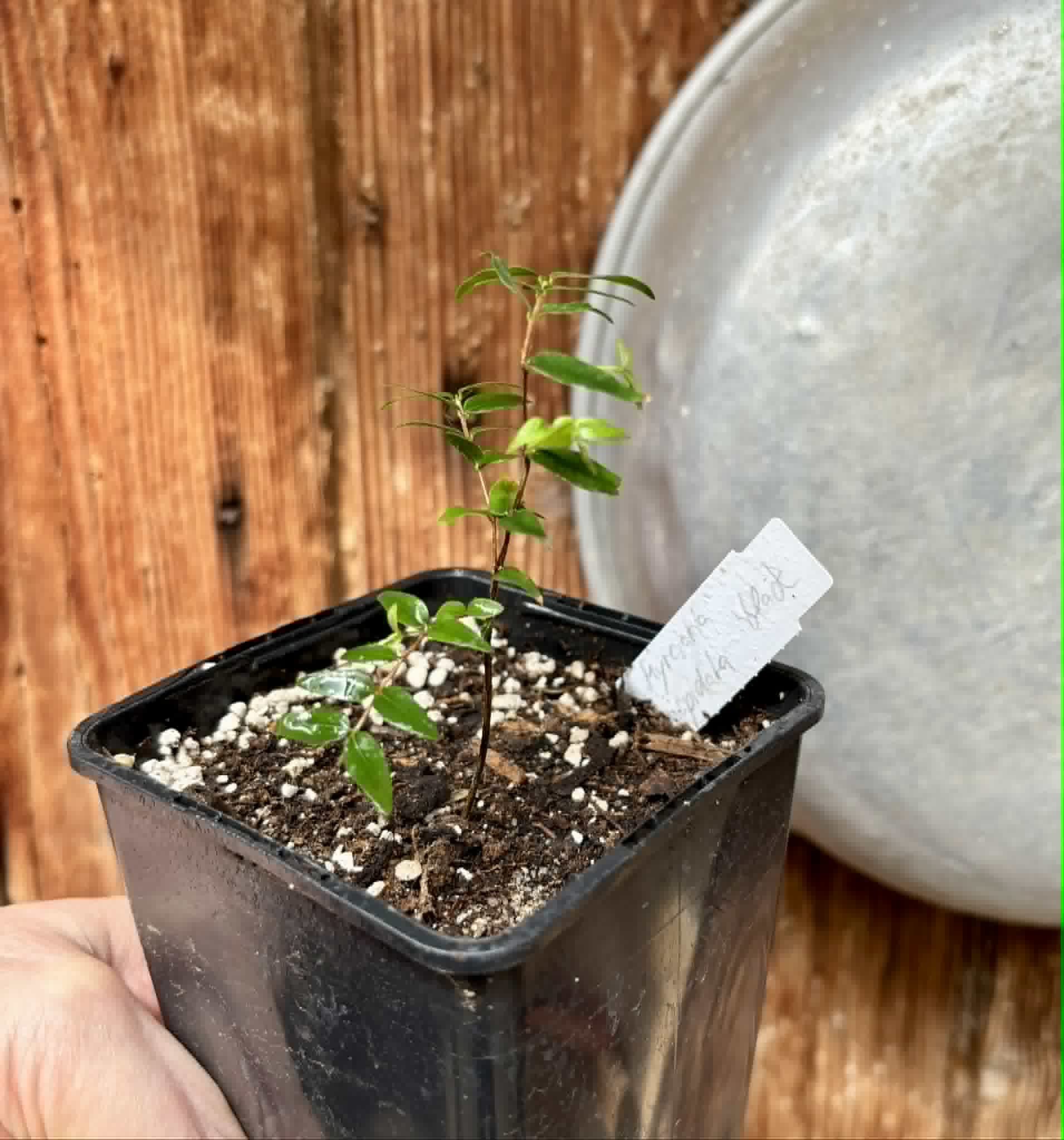 Myrciaria cuspidata BLACK - 1 potted seedling / 1 getopfter Sämling