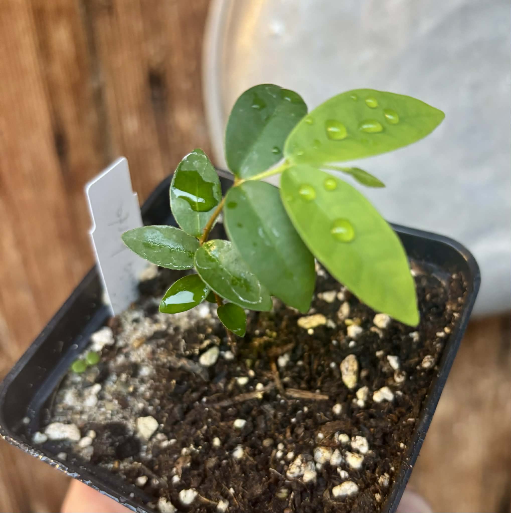 Eugenia hirta - 1 potted seedling/ 1 getopfter Sämling