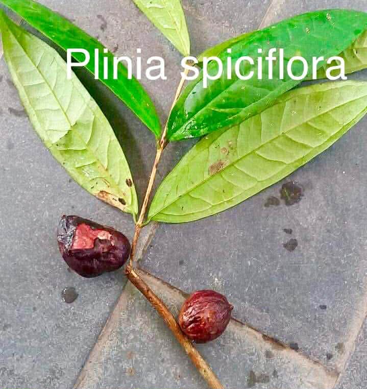 Pre Order - Plinia spiciflora -  1 fresh seed / 1 frischer Samen
