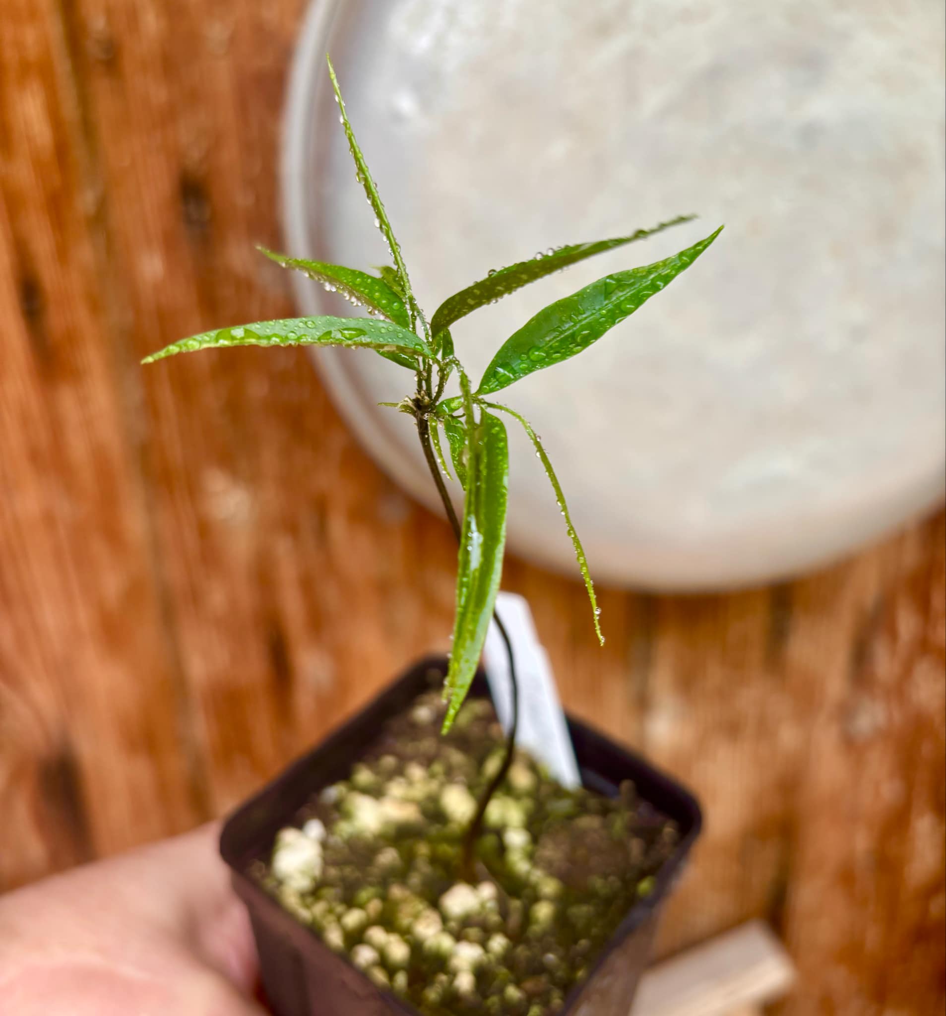 Pseudoxandra bahiensis - 1 small potted plant / 1 kleine getopfte Pflanze
