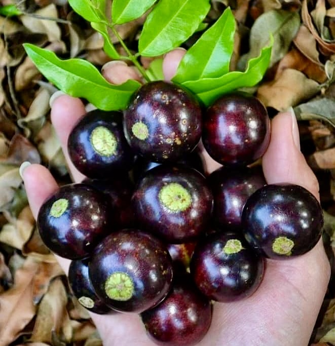 10 years old - Jaboticaba Val Paraiso (Plinia coronata var. Val Paraiso) - 1 potted plant / 1 getopfte Pflanze 
