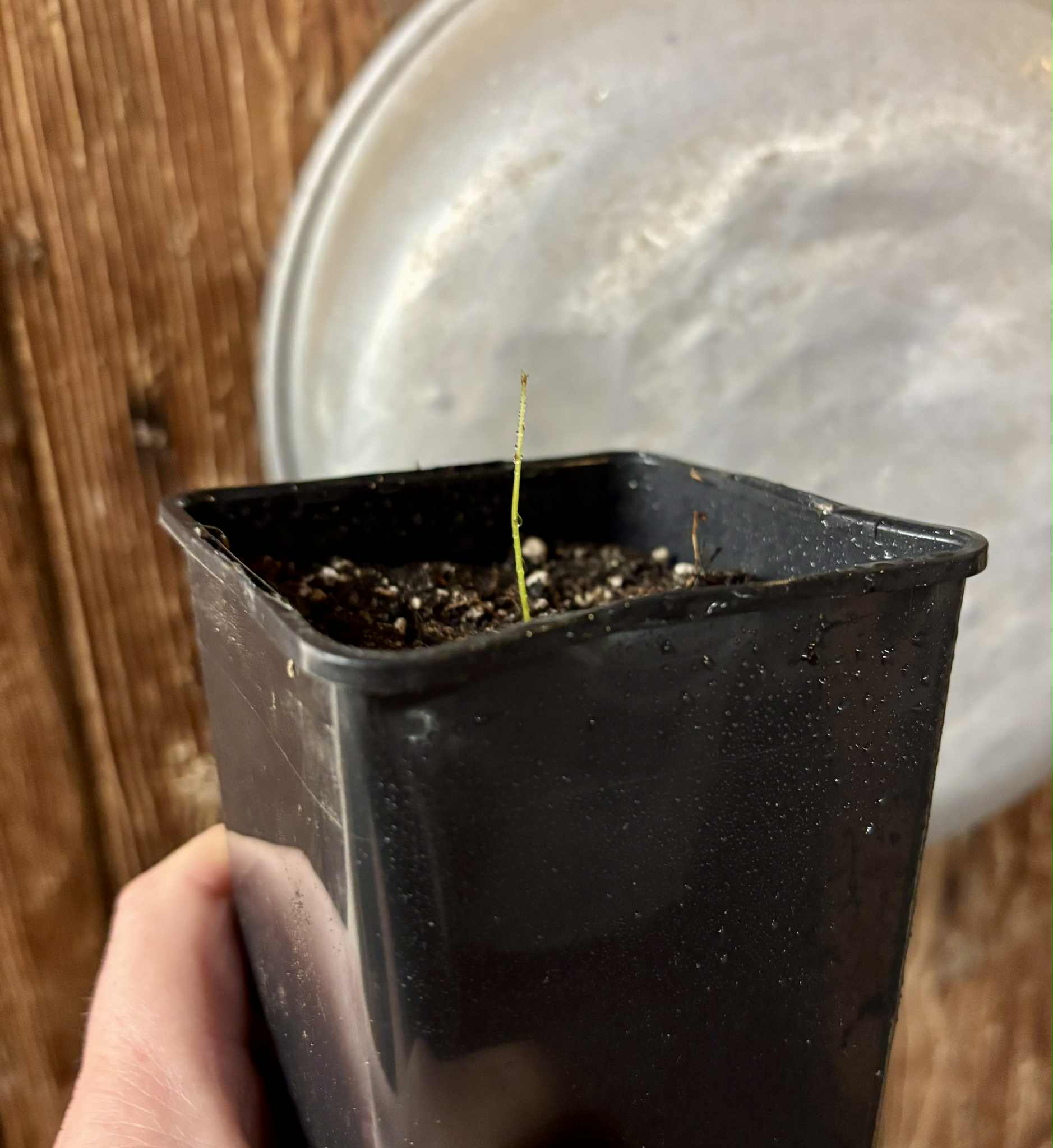 Pseudolmedia sp. Rondonia - 1 just potted seedling / 1 frisch getopfter Sämling