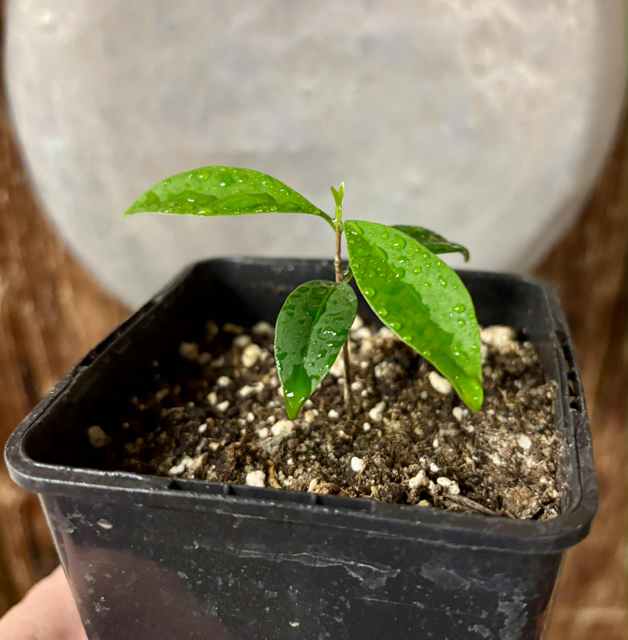 Eugenia punicifolia - 1 potted plant / 1 getopfte Pflanze