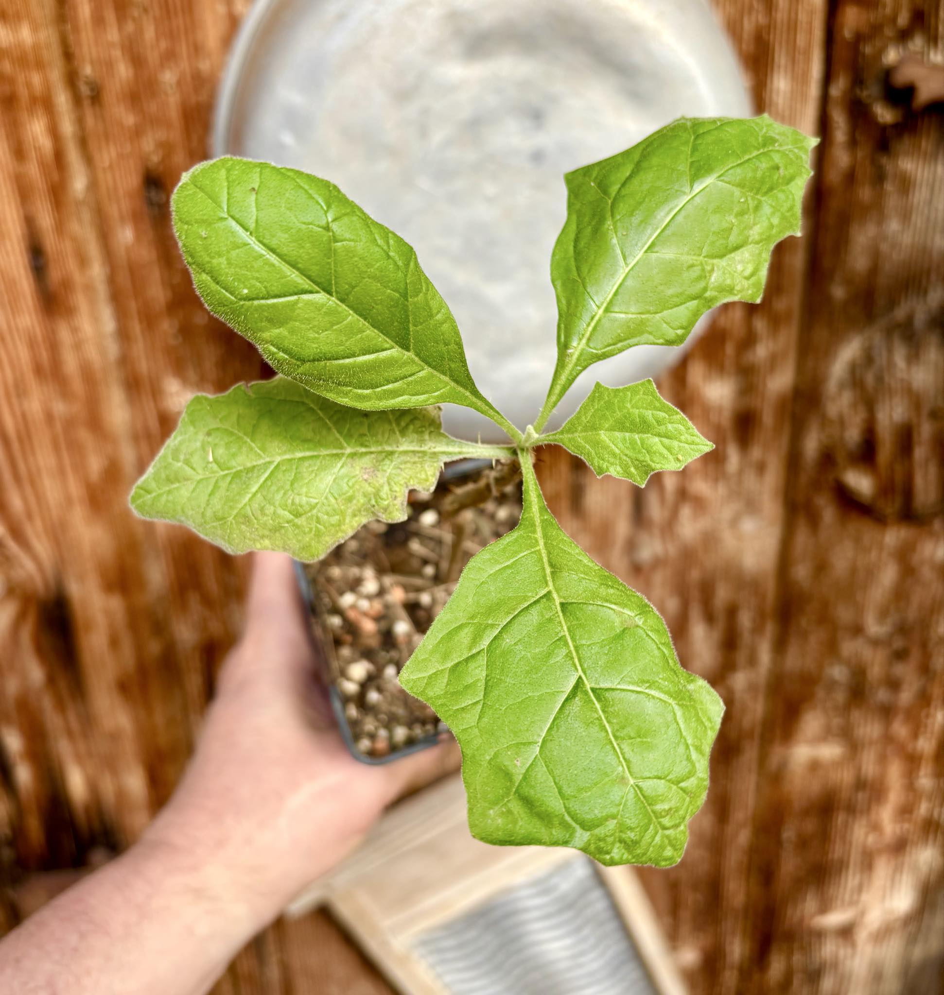 Juã-Açu - Solanum oocarpum - 1 potted plant / 1 getopfte Pflanze