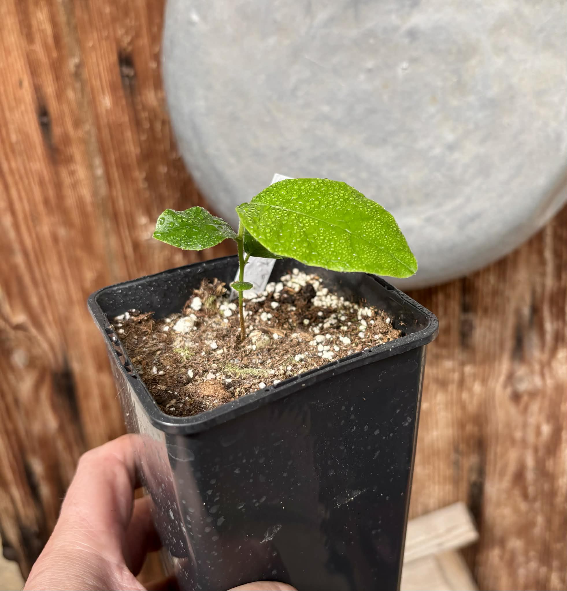 Artocarpus lacucha - Lakoocha  -  1 potted plant / 1 getopfte Pflanze