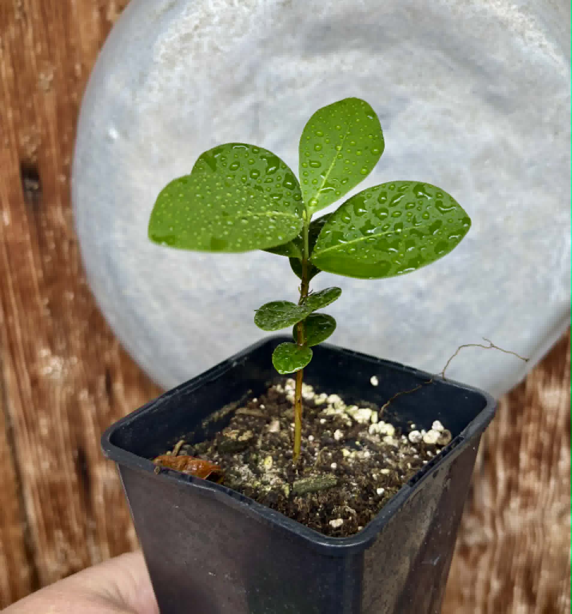 Baguaçu (Eugenia astringens) - 1 potted plant / 1 getopfte Pflanze
