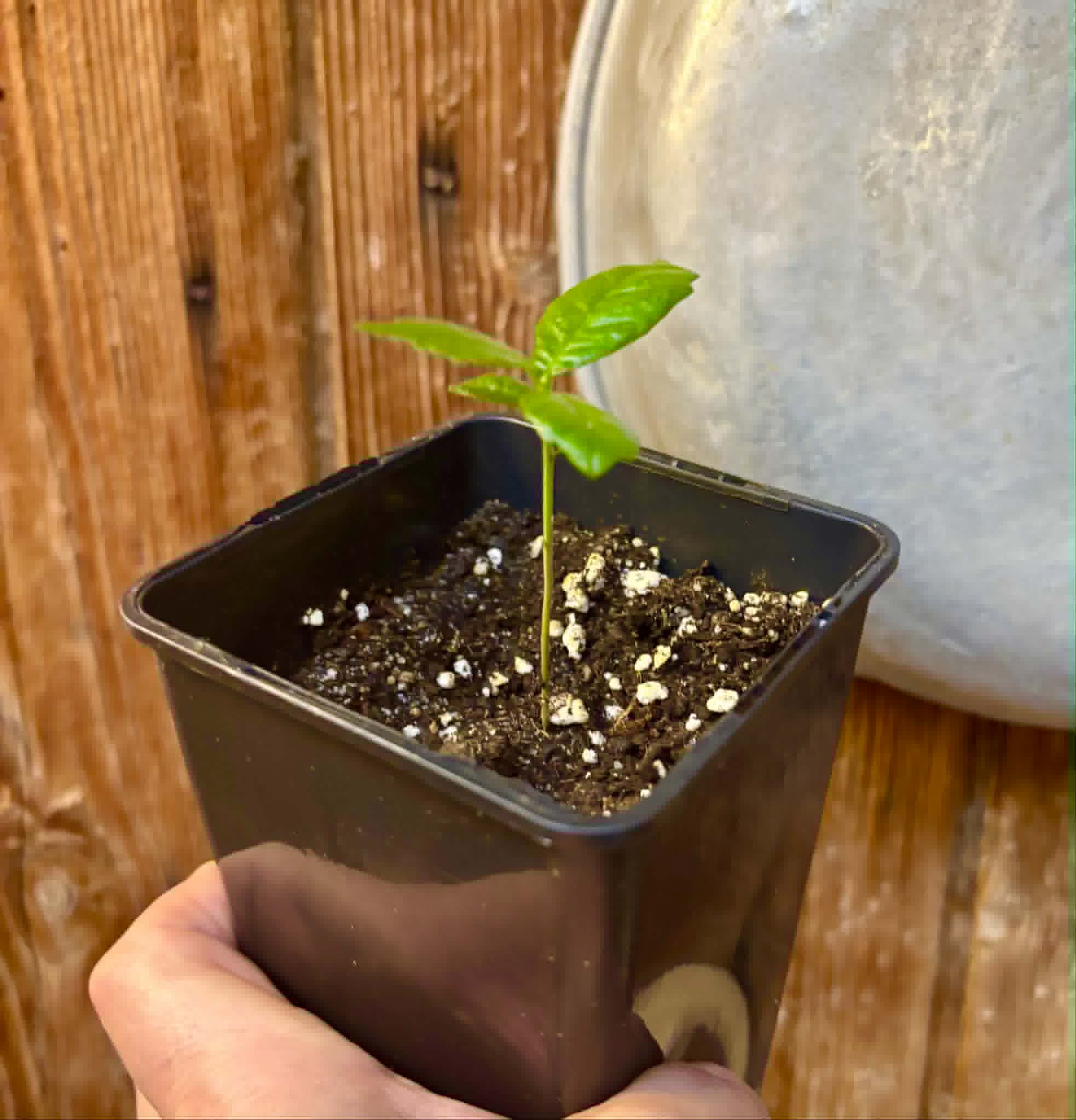 Tepetomate (Pseudolmedia glabrata) - 1 potted seedling / 1 getopfter Sämling