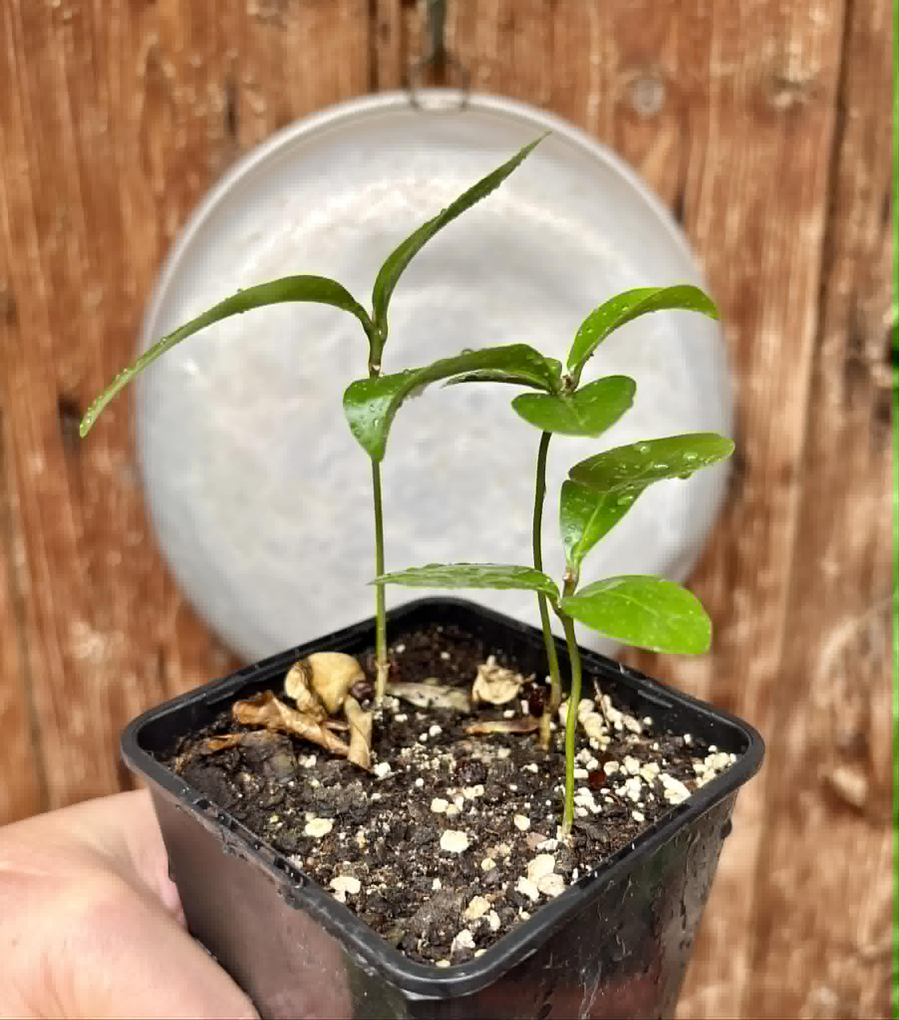 3 in 1 pot - Glycosmis pentaphylla - Orangeberry -  3 potted seedlings in one pot / 3 getopfte Sämlinge in einem Topf