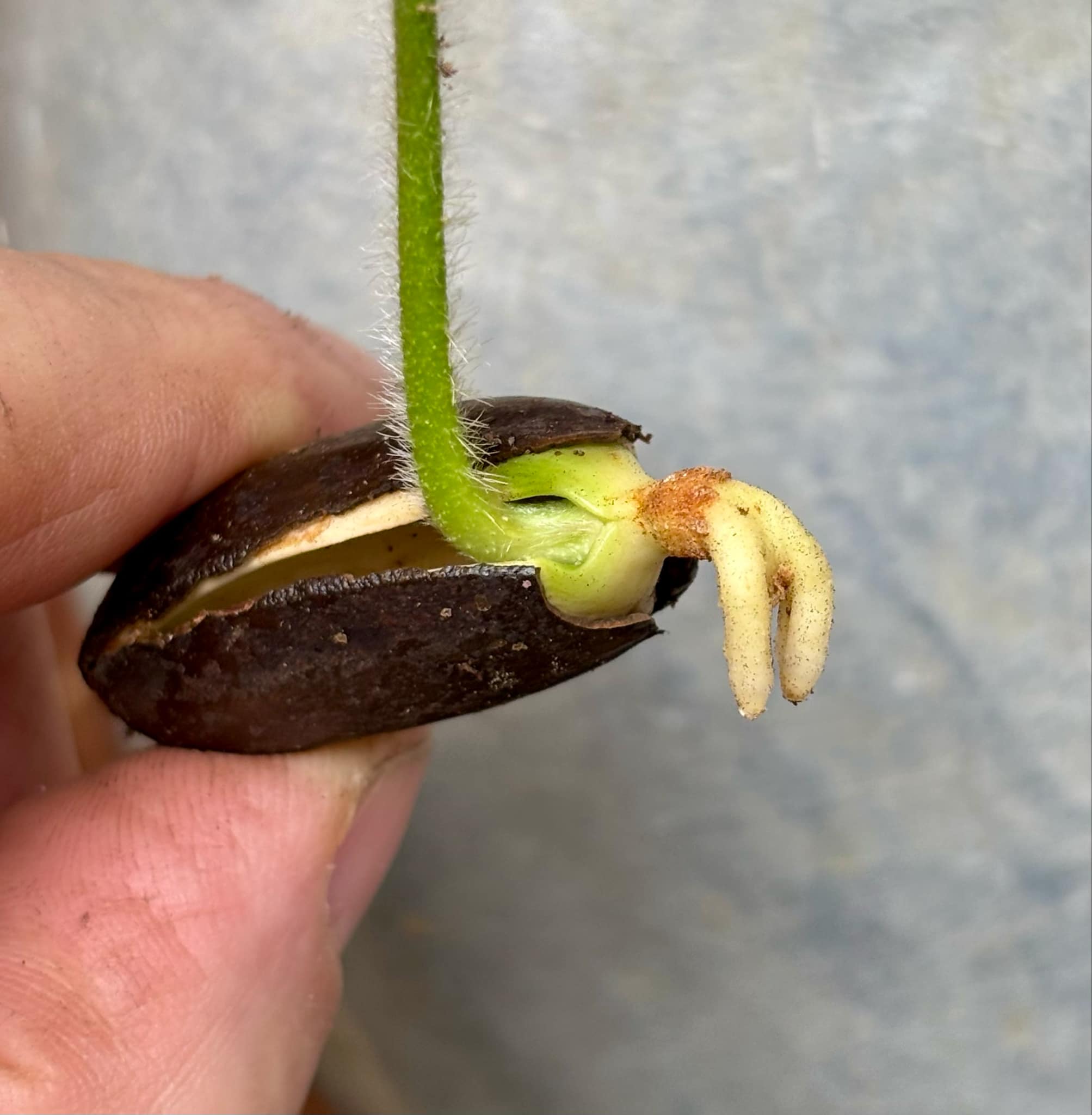 Abiu (Pouteria caimito) - 1 germinated seed / 1 gekeimter Samen Abiu (Pouteria caimito) - 1 germinated seed / 1 gekeimter Samen