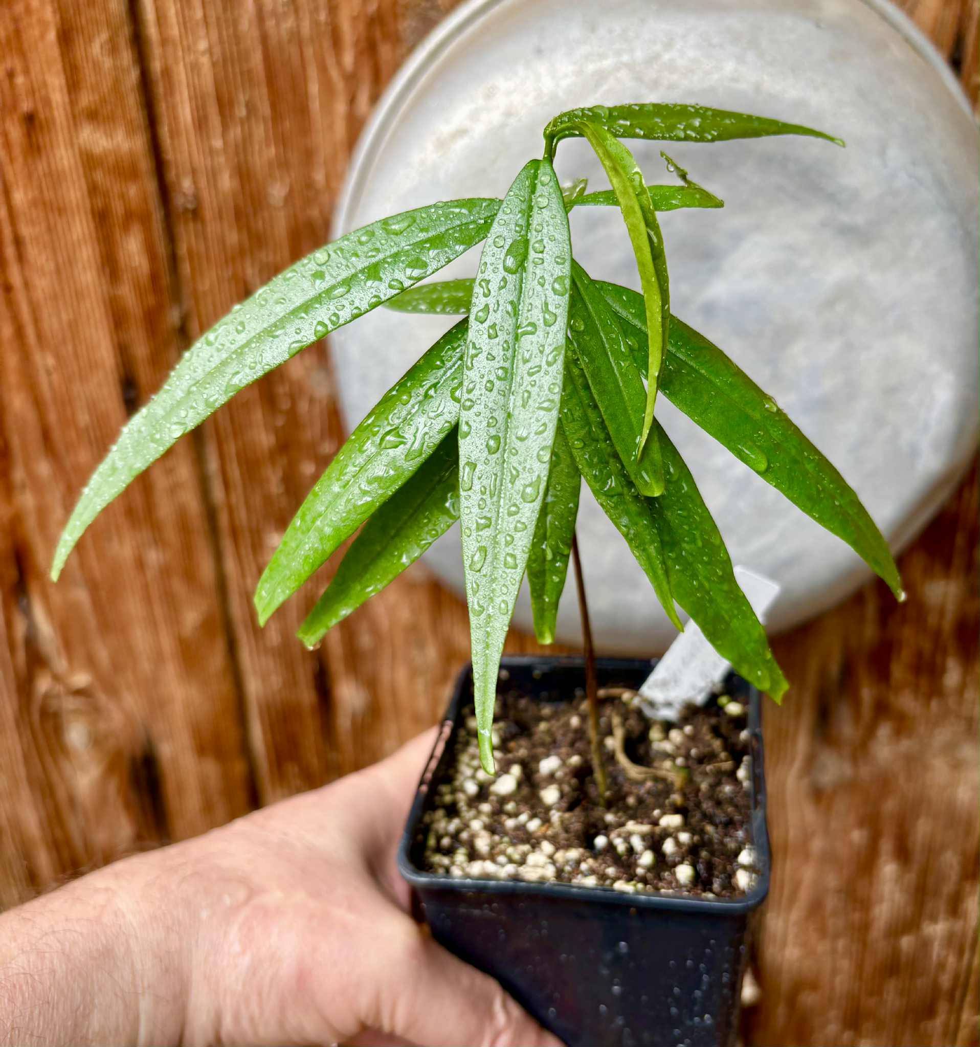 Eugenia bahiensis var. Sementes pintada  - 1 potted plant / 1 getopfte Pflanze