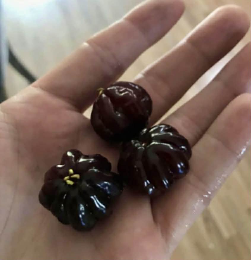 Set of 5 different Pitanga varieties -  5 x 2 fresh seeds / 5 x 2 frische Samen