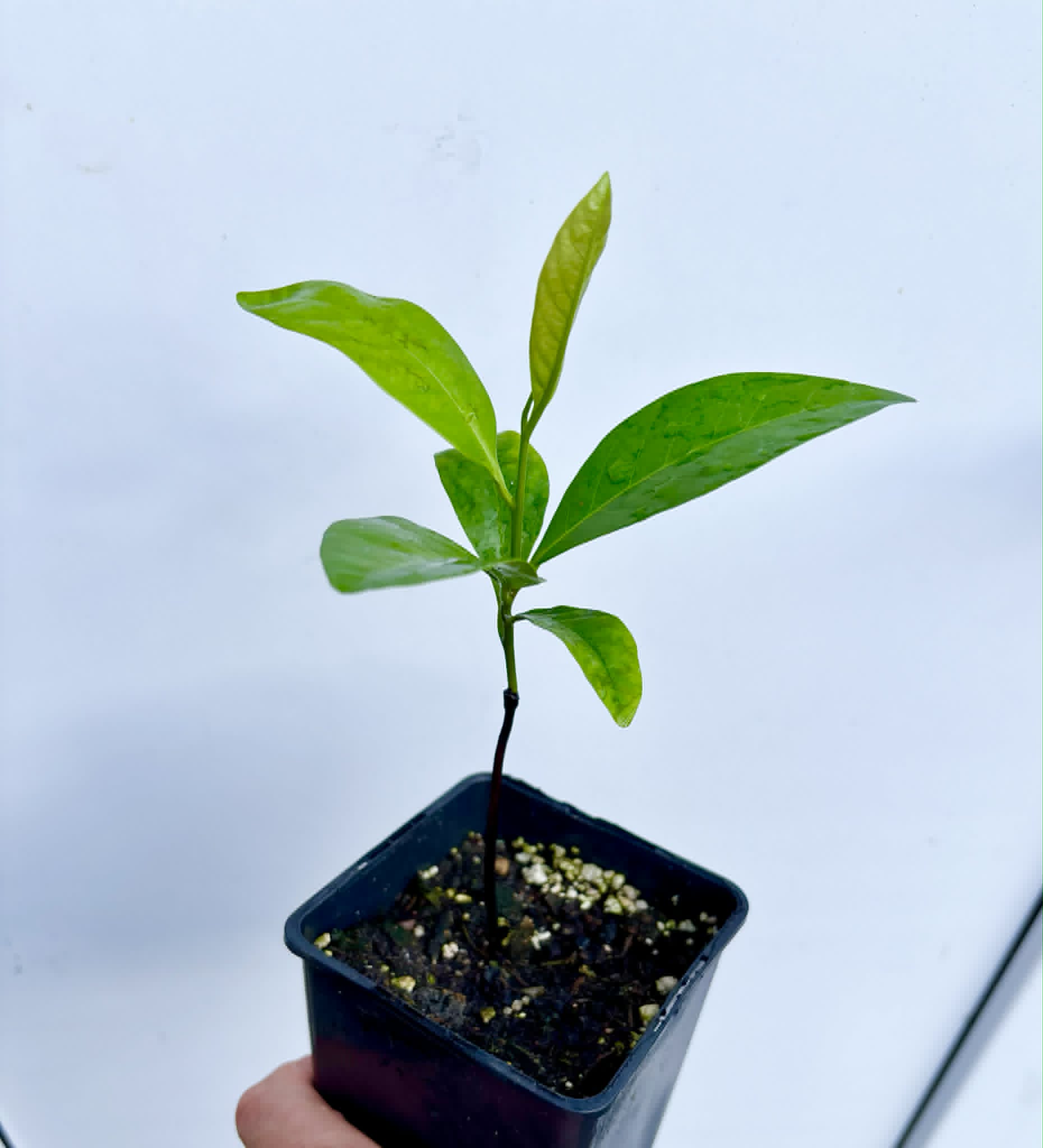 Black Sapote var. Bernecker (Diospyros nigra) - 1 potted seedling / 1 getopfter Sämling