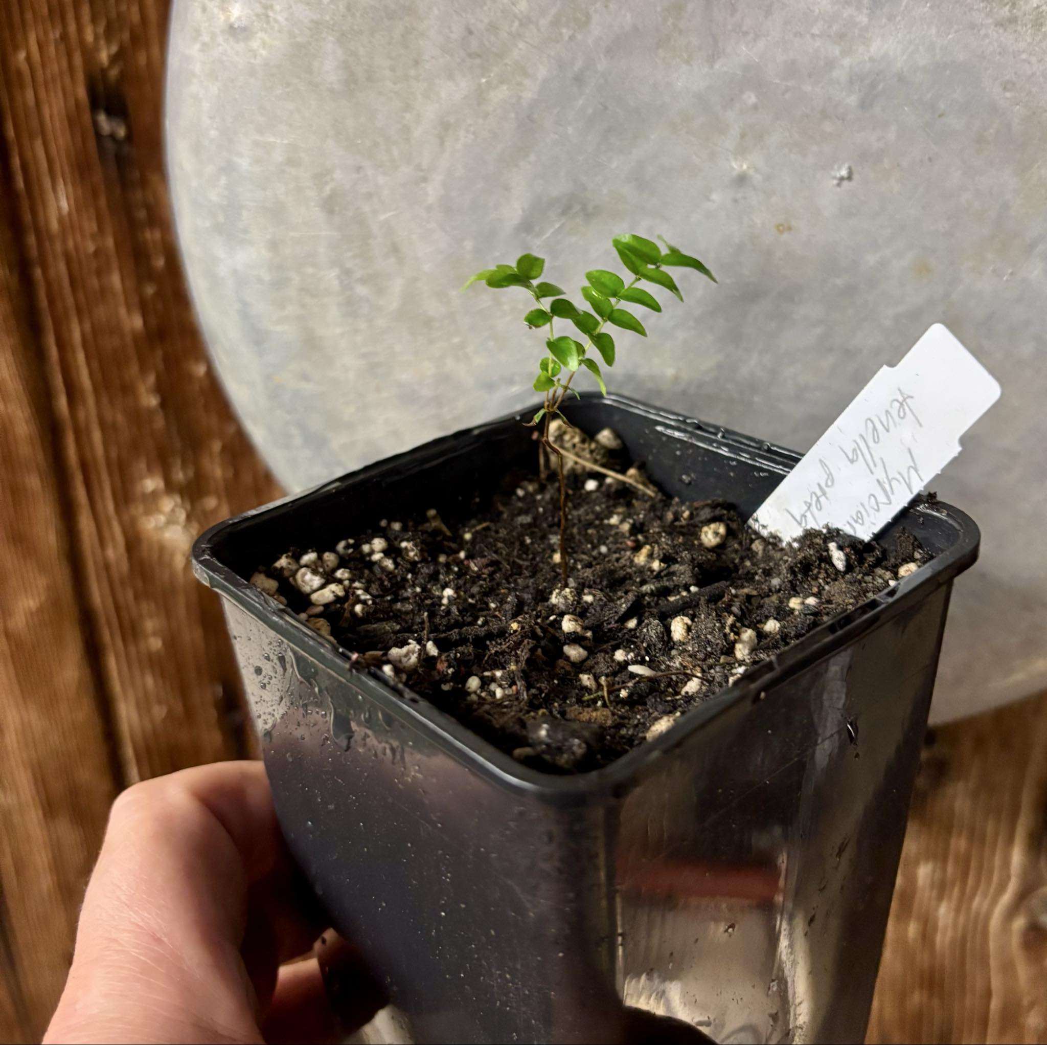 Myrciaria tenella preta  - 1 small potted seedling / 1 kleiner, getopfter Sämling Myrciaria tenella preta  - 1 small potted seedling / 1 kleiner, getopfter Sämling