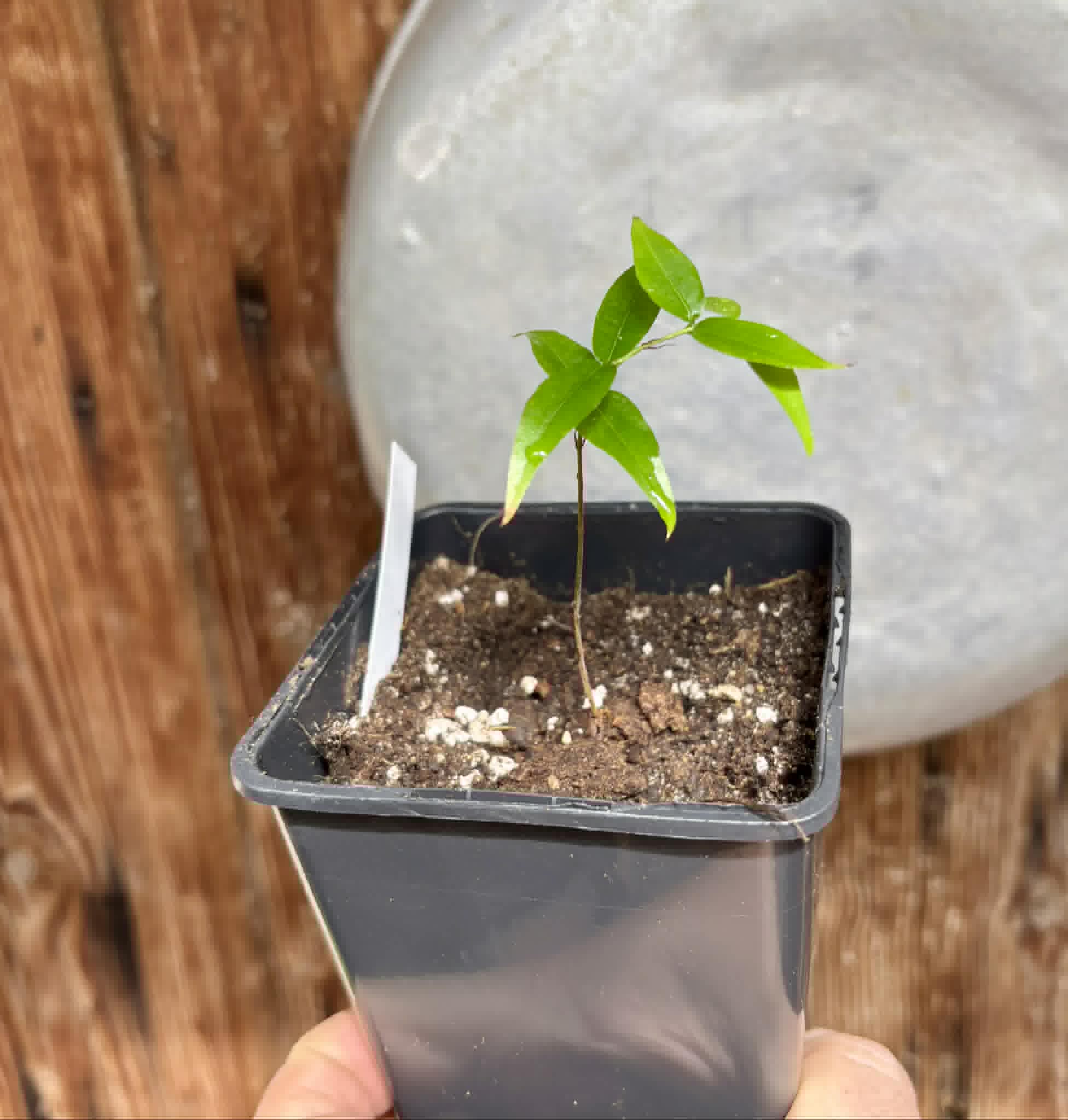 Plinia sp. Cachoeiro de Itapemirim - 1 potted seedling / 1 getopfter Sämling