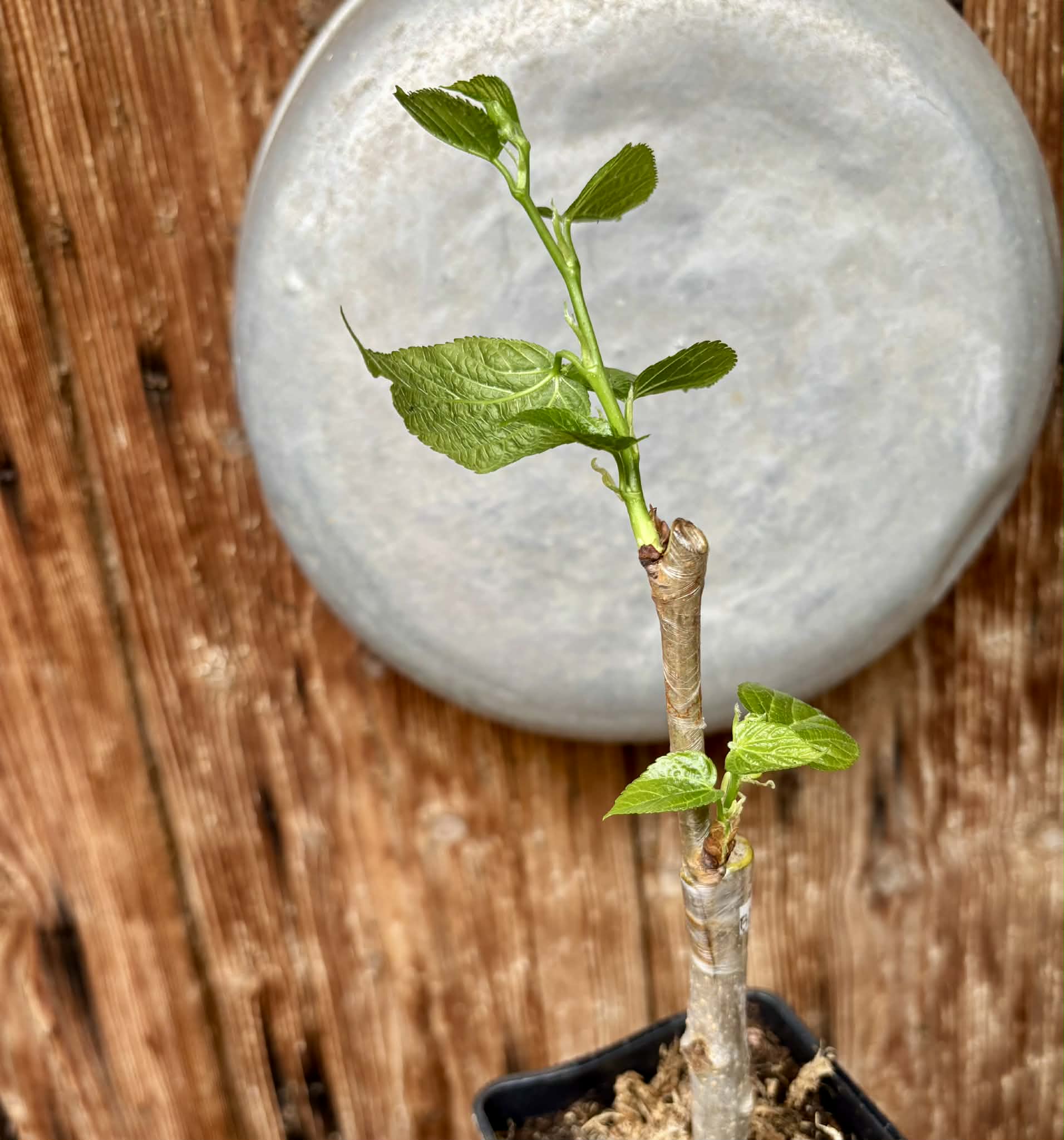 For Self-Rooting - Australian Black (Morus nigra 'Australian Black') - 1 grafted, potted plant / 1 veredelte, getopfte Pflanze