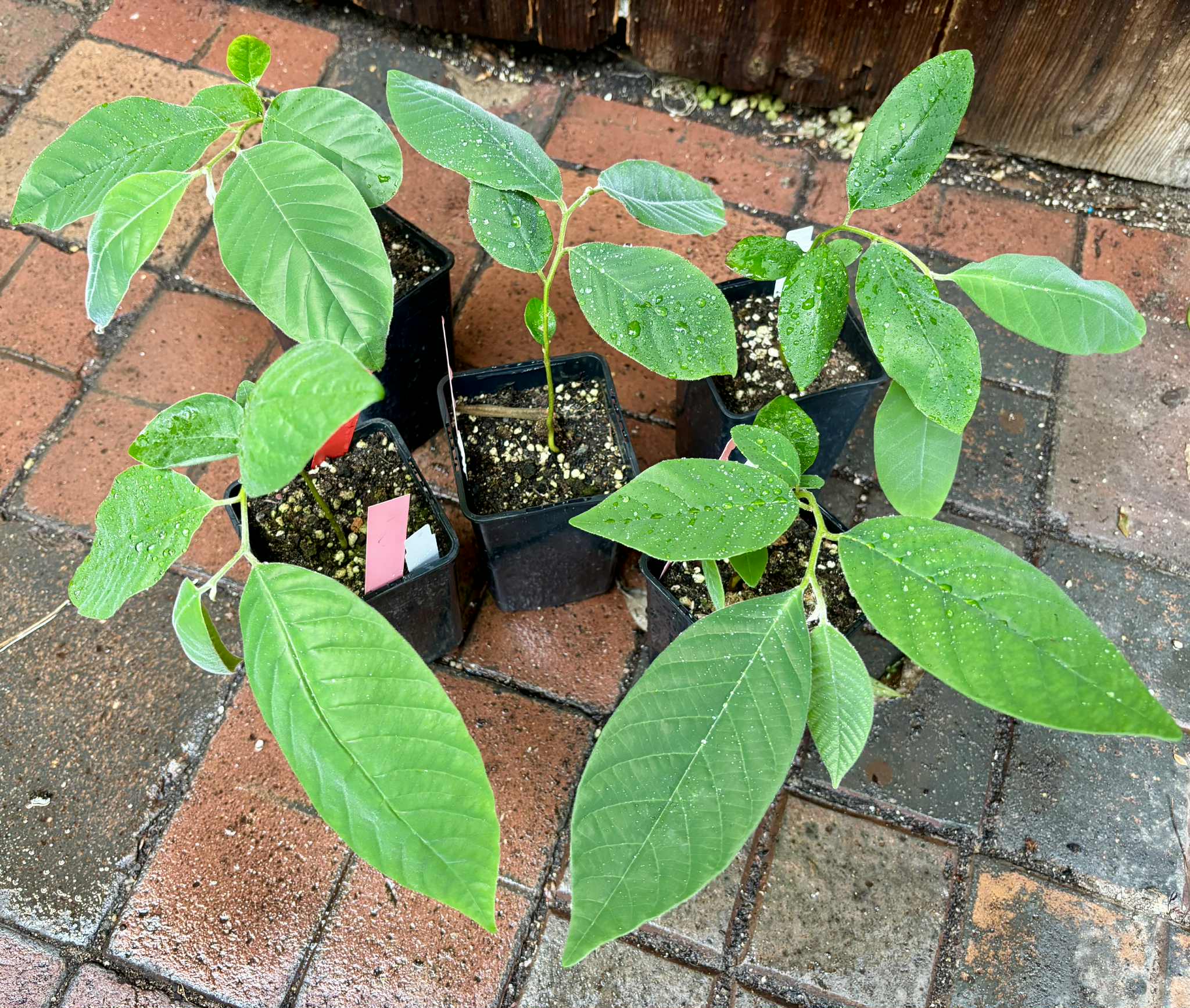 Annona sylvatica - 1 potted plant / 1 getopfte Pflanze