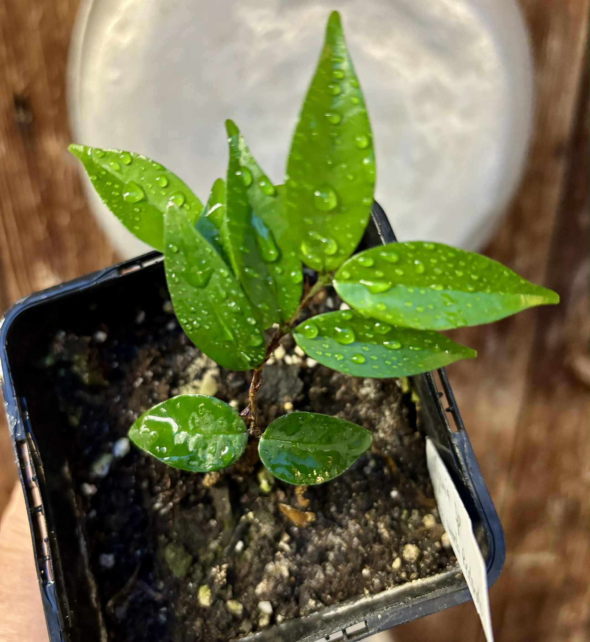 Eugenia sp Amarela Redonda - 1 potted seedling / 1 getopfter Sämling