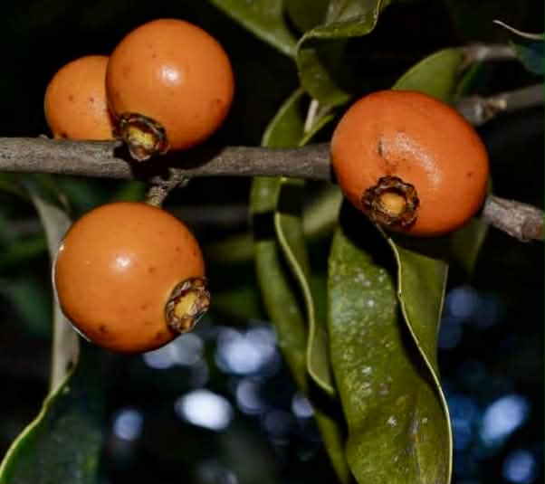 Mouriri grandiflora - Rare exotic plant - Seltene exotische Pflanze