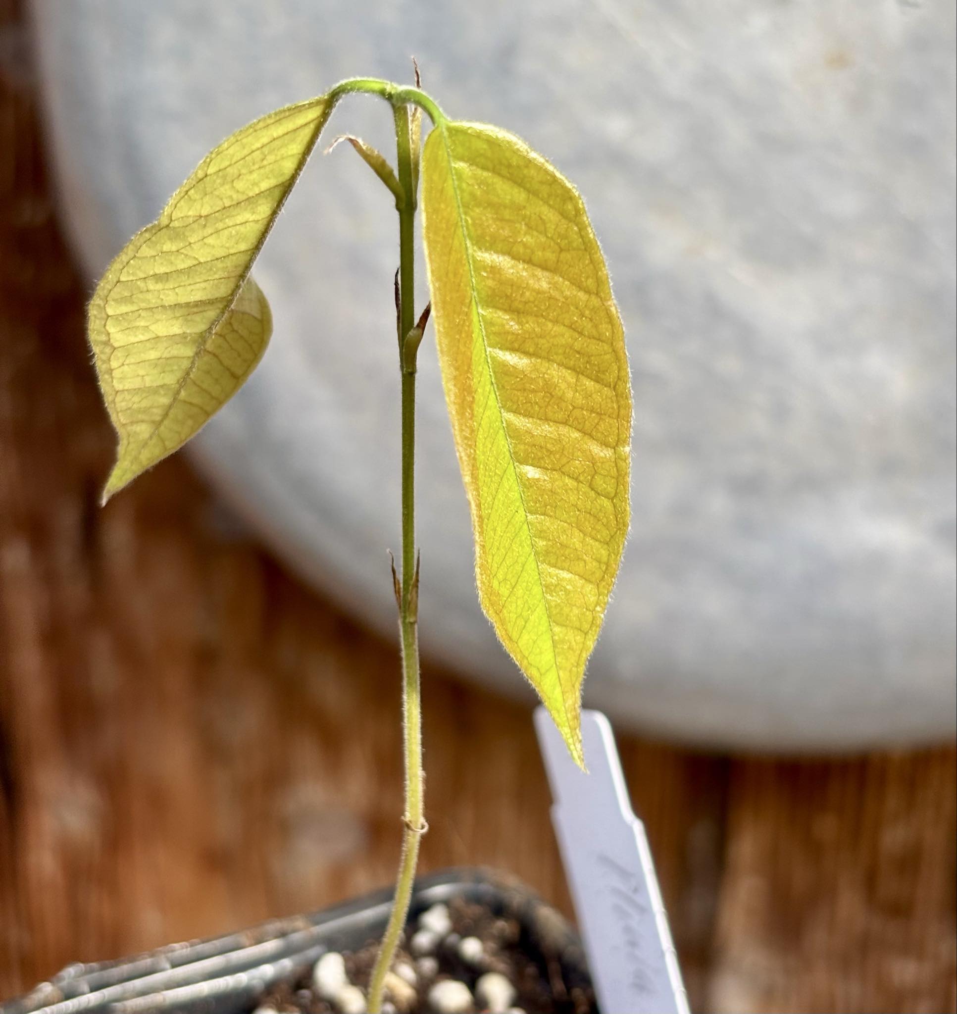 Plinia edulis - 1 small potted seedling / 1 kleiner, getopfter Sämling