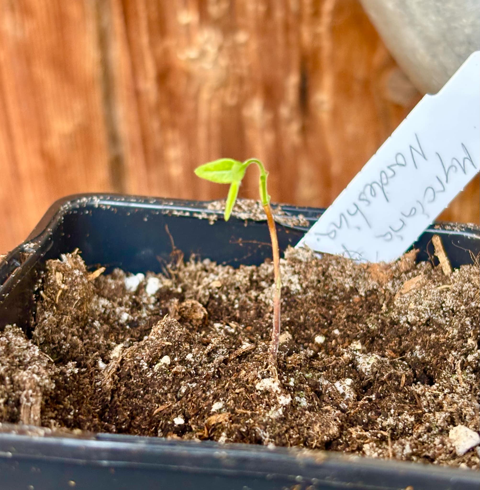 Myrciaria sp Nordestina - 1 small potted seedling / 1 kleiner, getopfter Sämling