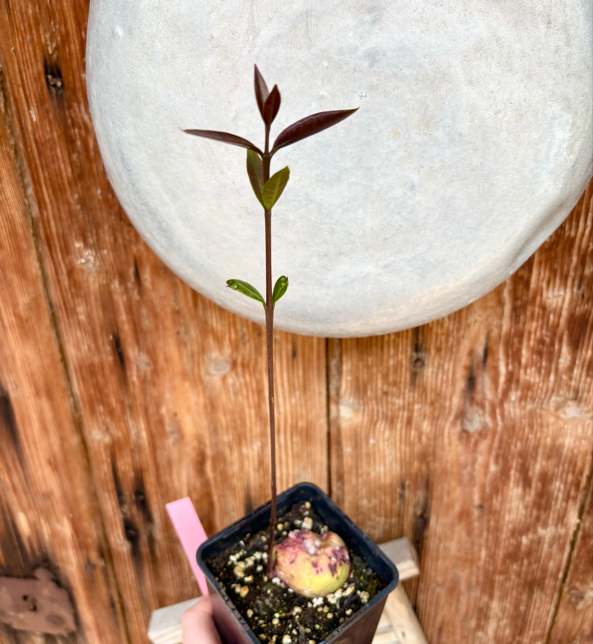 Eugenia sp BIG Maca-  1 small potted seedling / 1 kleiner, getopfter Sämling