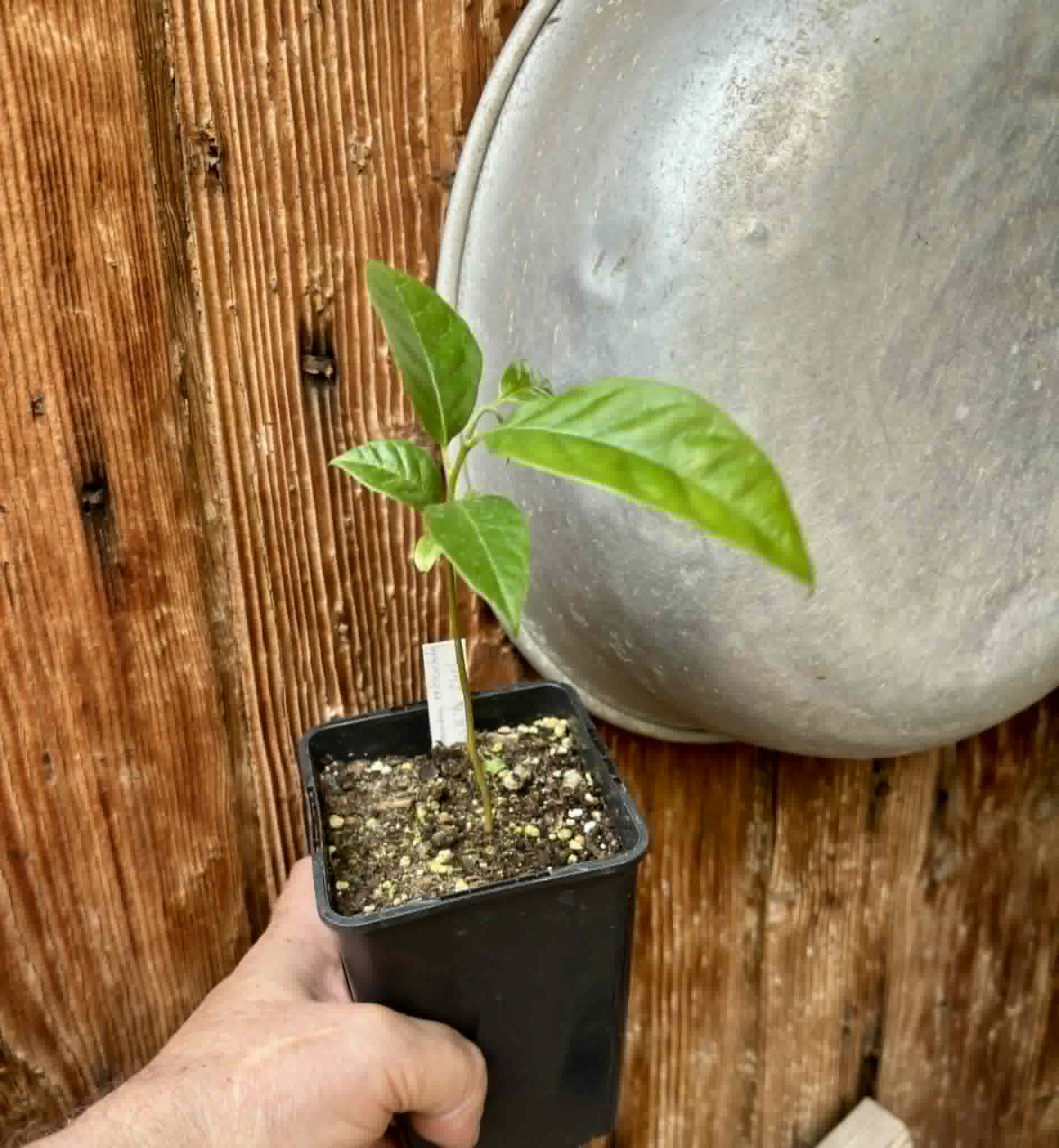 Annona reticulata var Red - 1 potted plant / 1 getopfte Pflanze