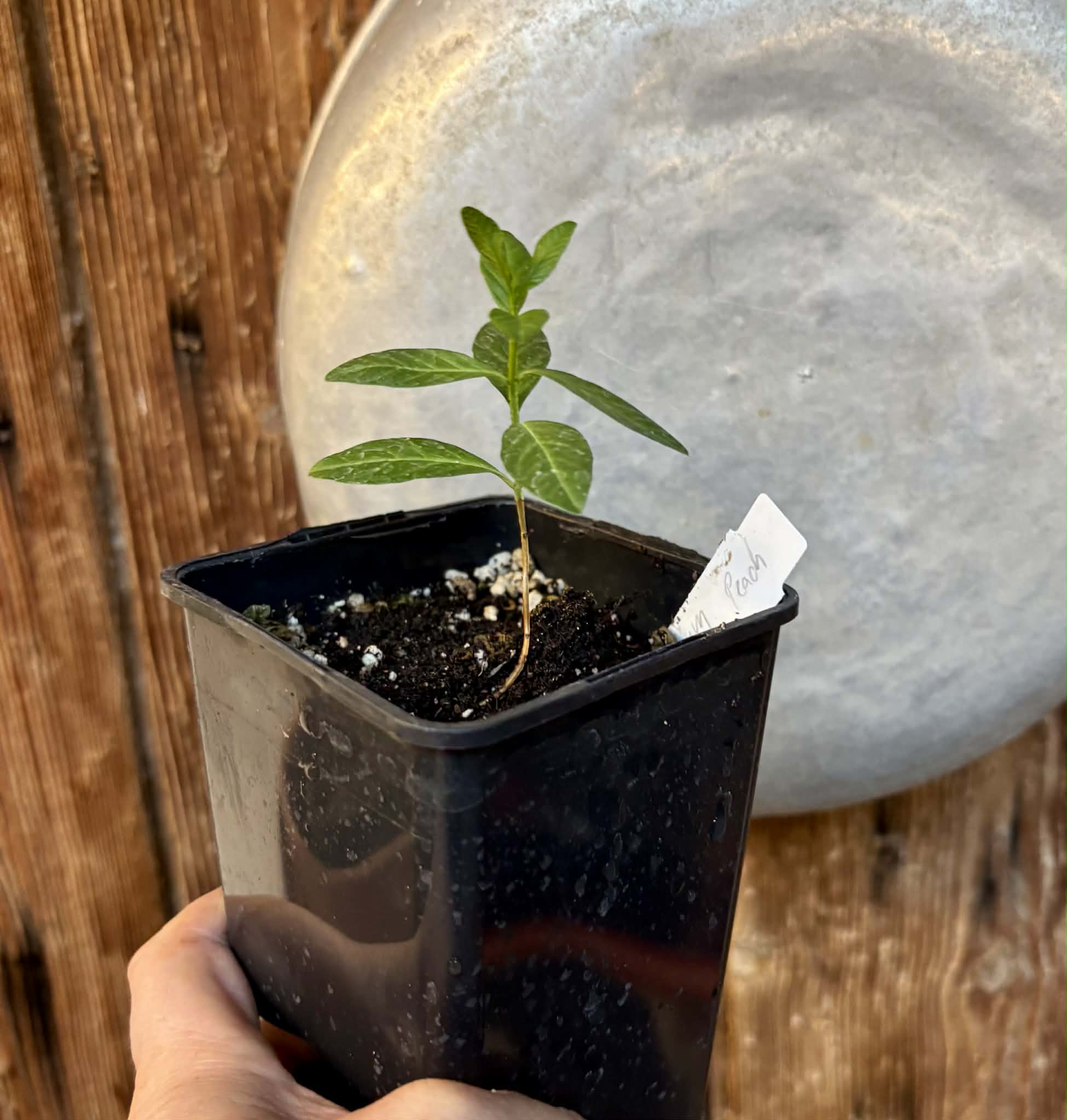 Psidium guajava - Peach - 1 potted plant / 1 getopfte Pflanze